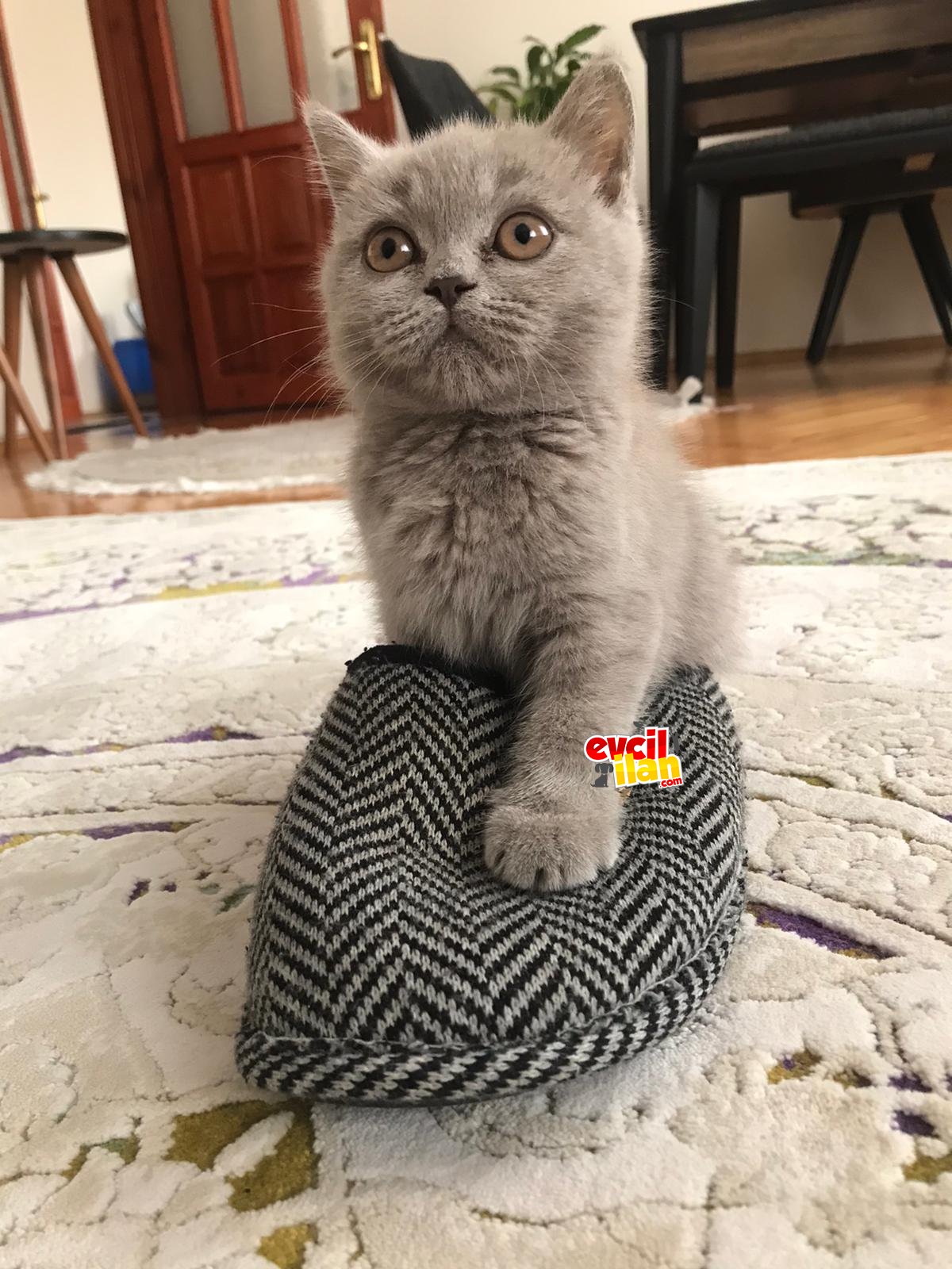 sevgi dolu oyuncu lilac british shorthair