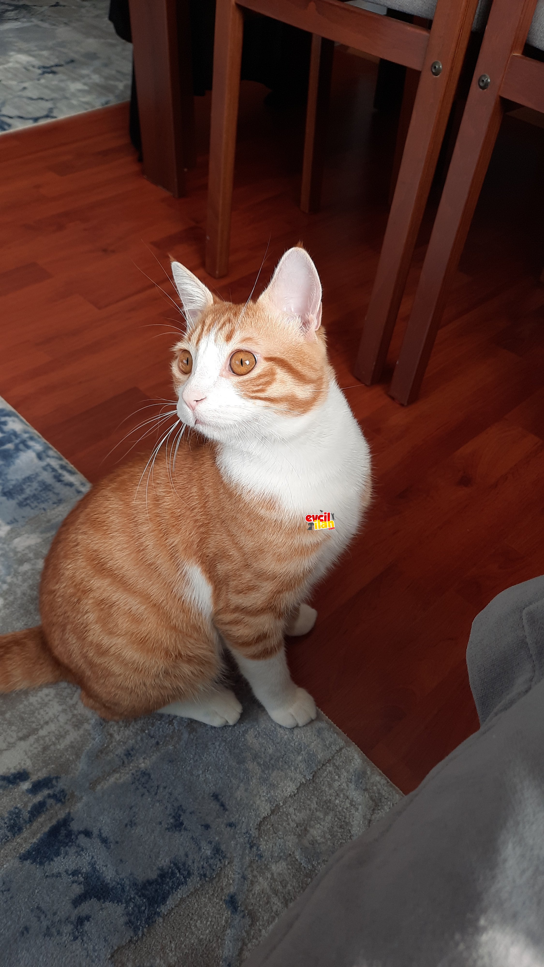 Sevgi dolu tatlı bir kedi