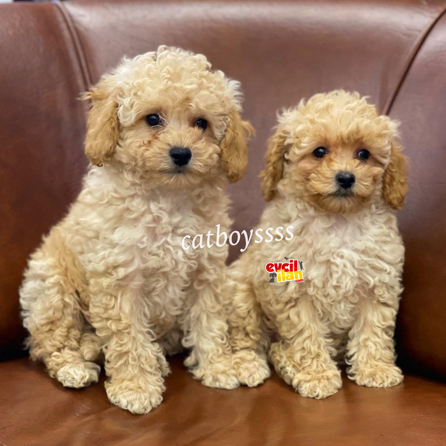 Sevimli apricot kayısı renk toy poodle yavrular