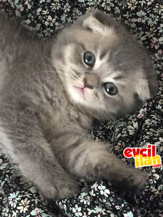sevimli bebişler yuva arıyor