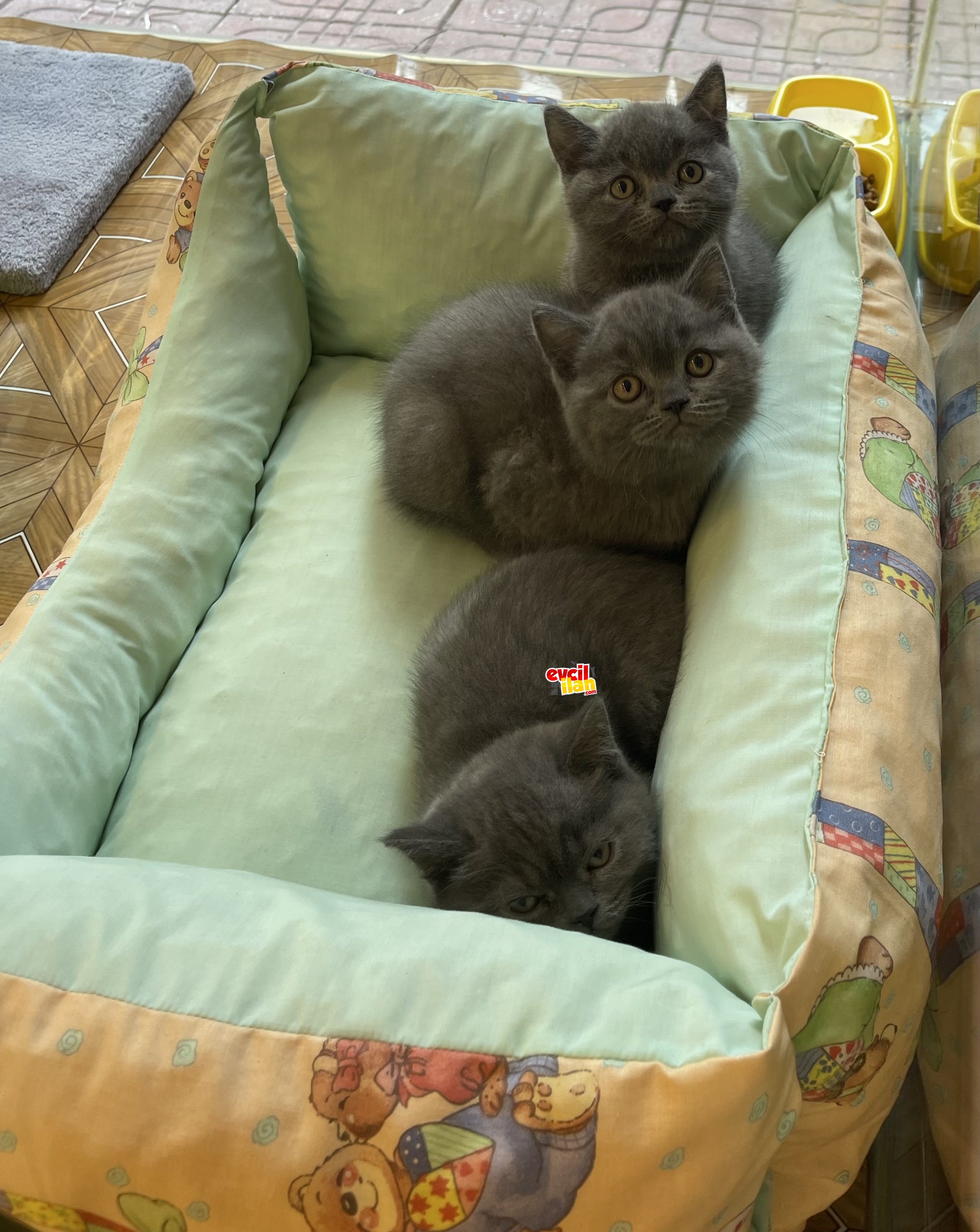 Sevimli blue british shorthair erkek yavrular