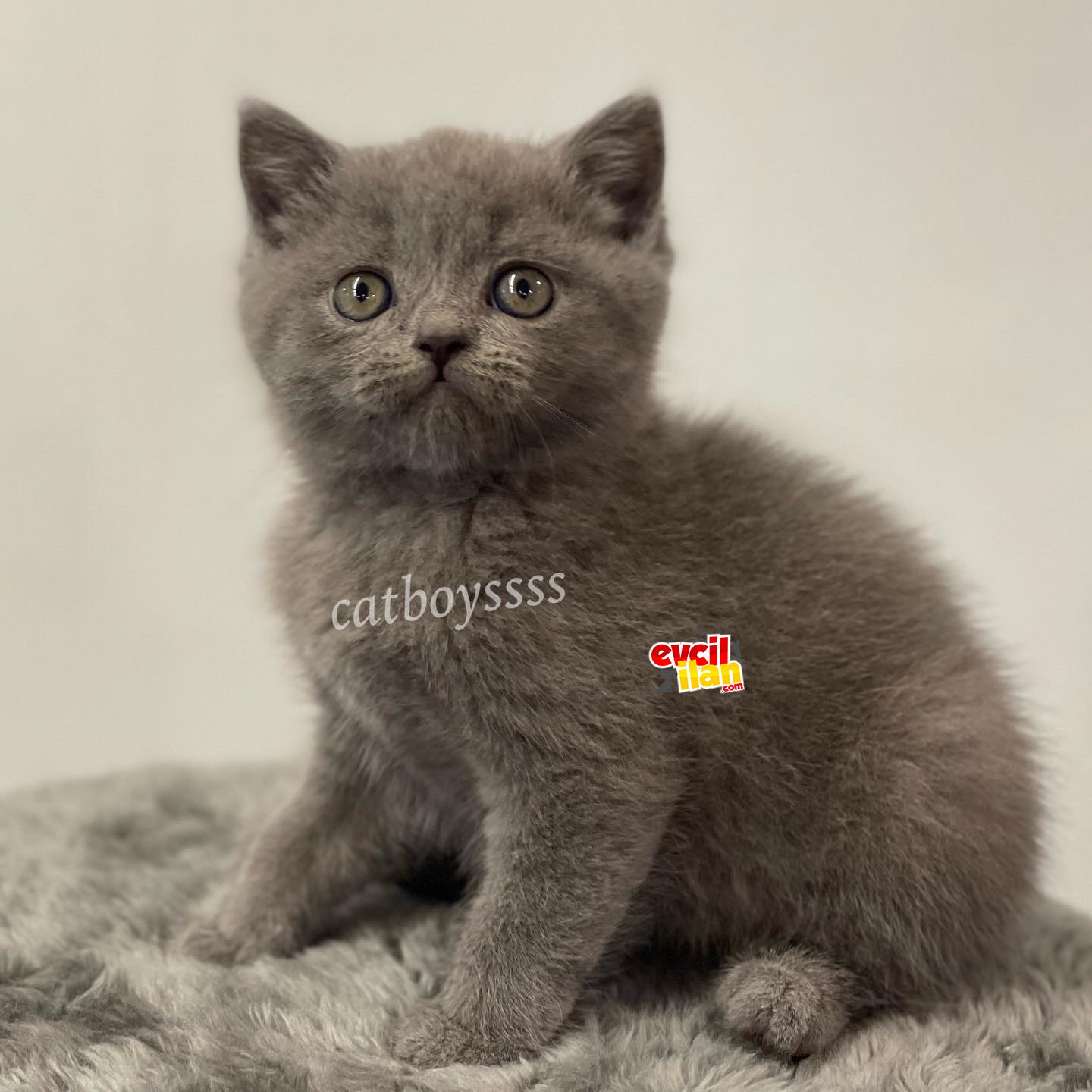 Sevimli blue british shorthair erkek yavrumuz