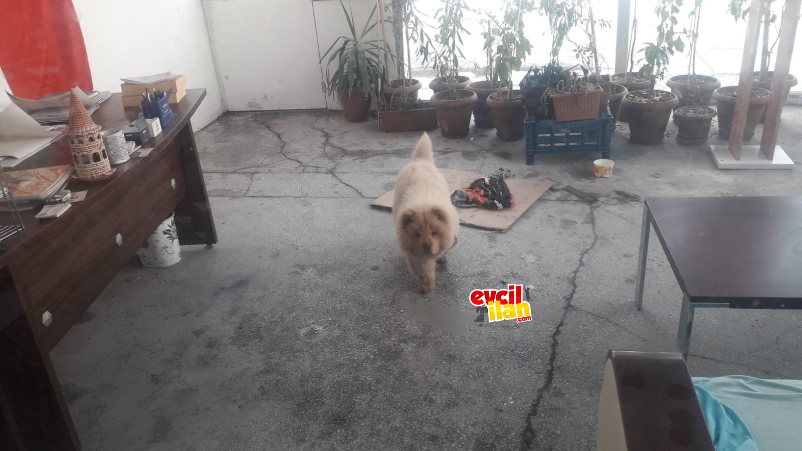 Sevimli dostumuz chow chow erkek