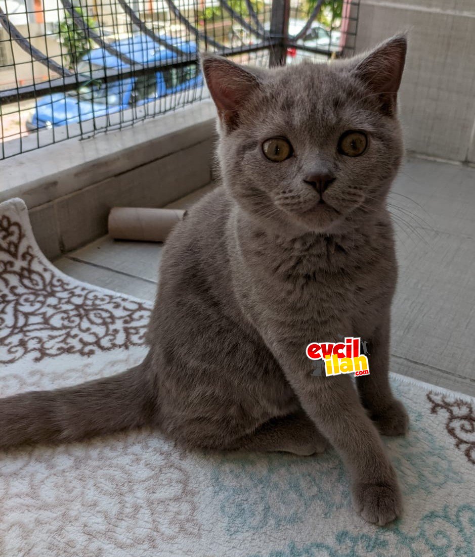 Sevimli dostumuza yeni yuva arıyoruz