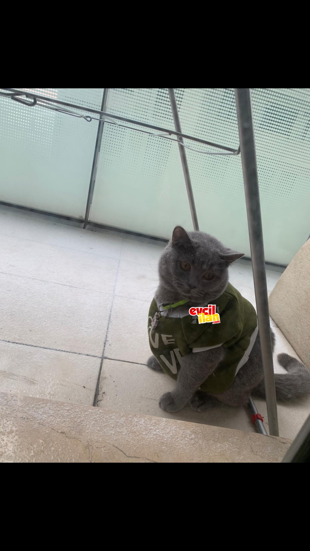 Sevimli kedi mir mir 