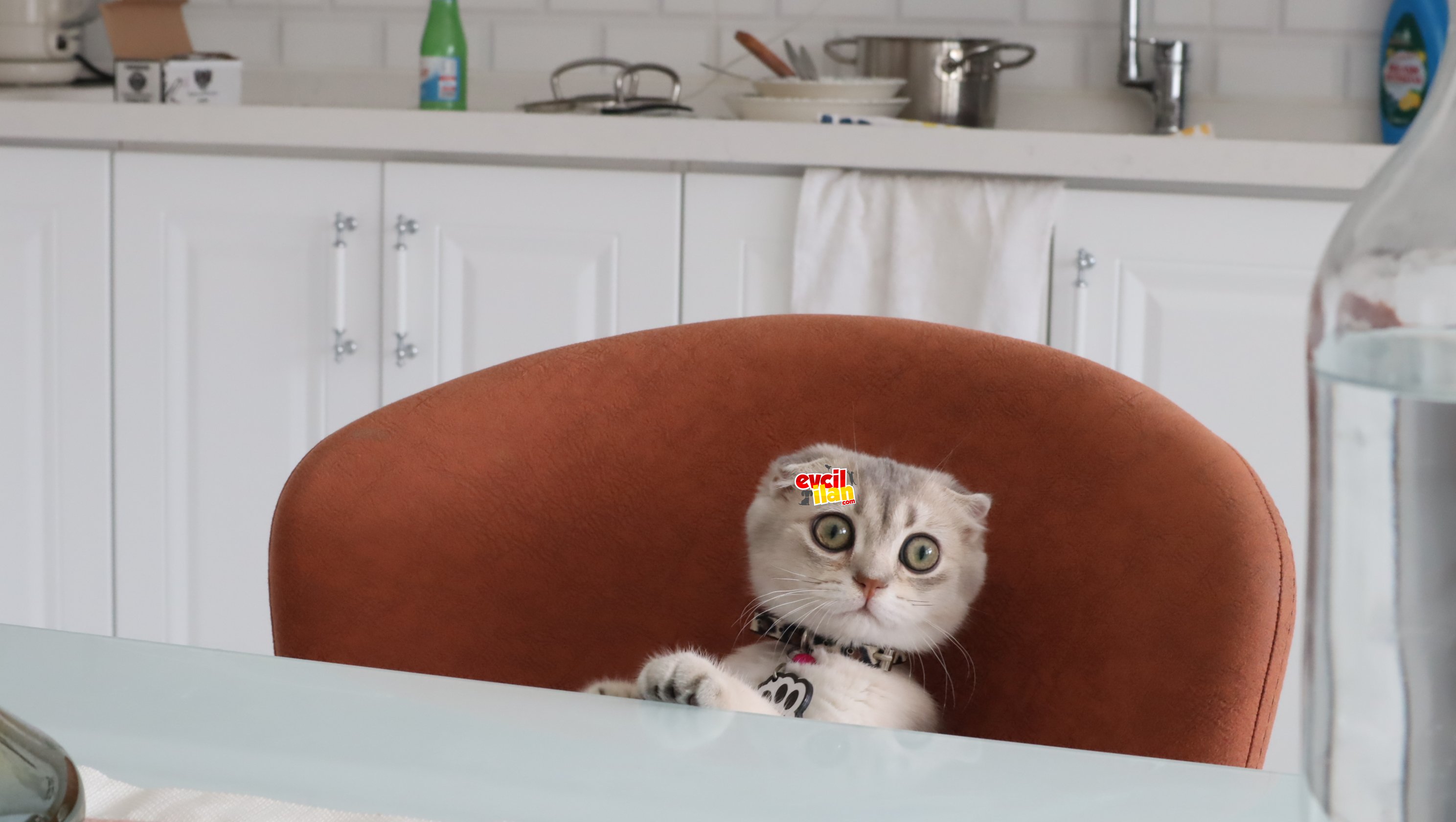 Sevimli kedimiz Muffin yeni yuvasını arıyor!
