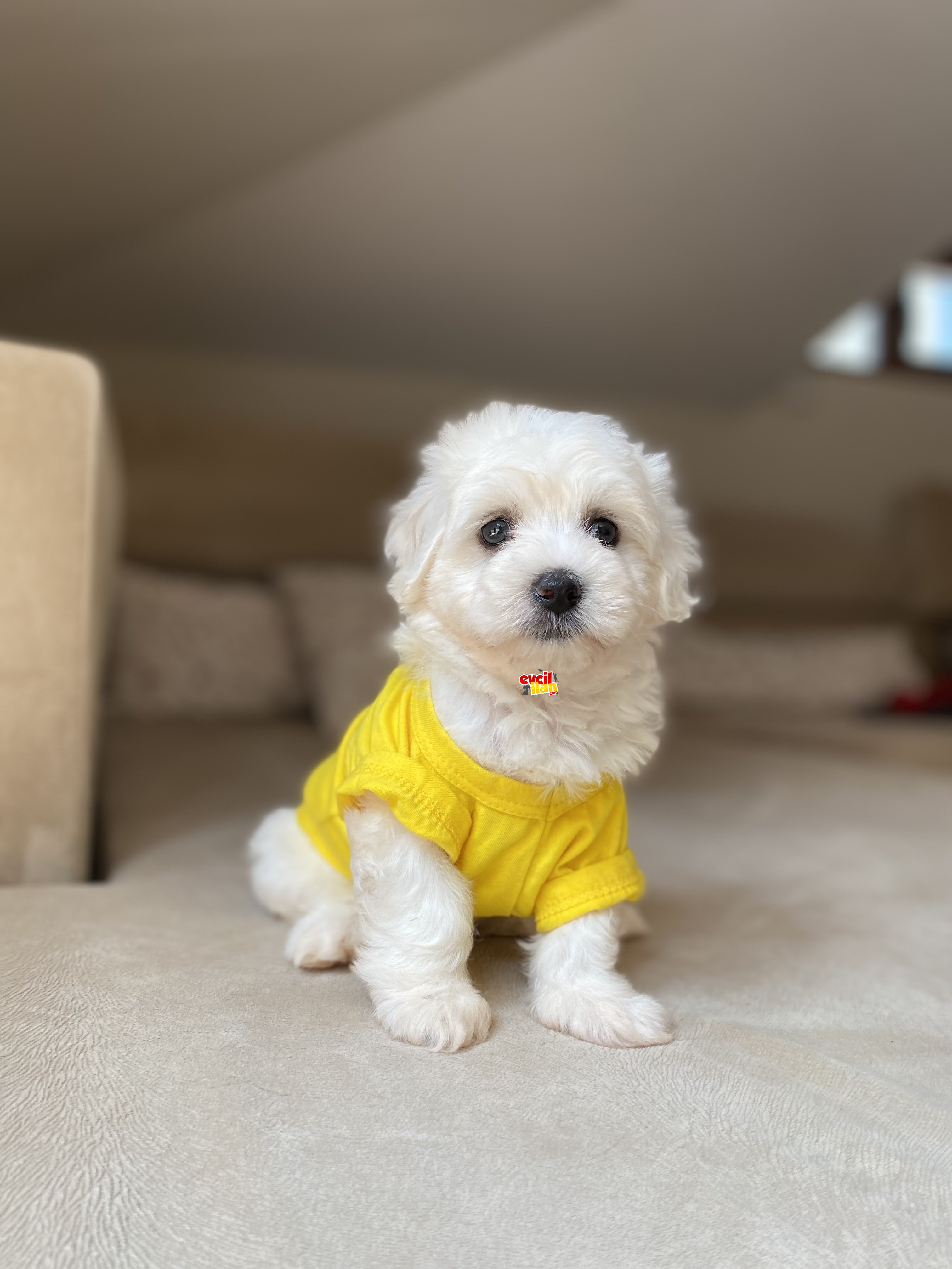 Sevimli Maltese Terrier Yavrumuz