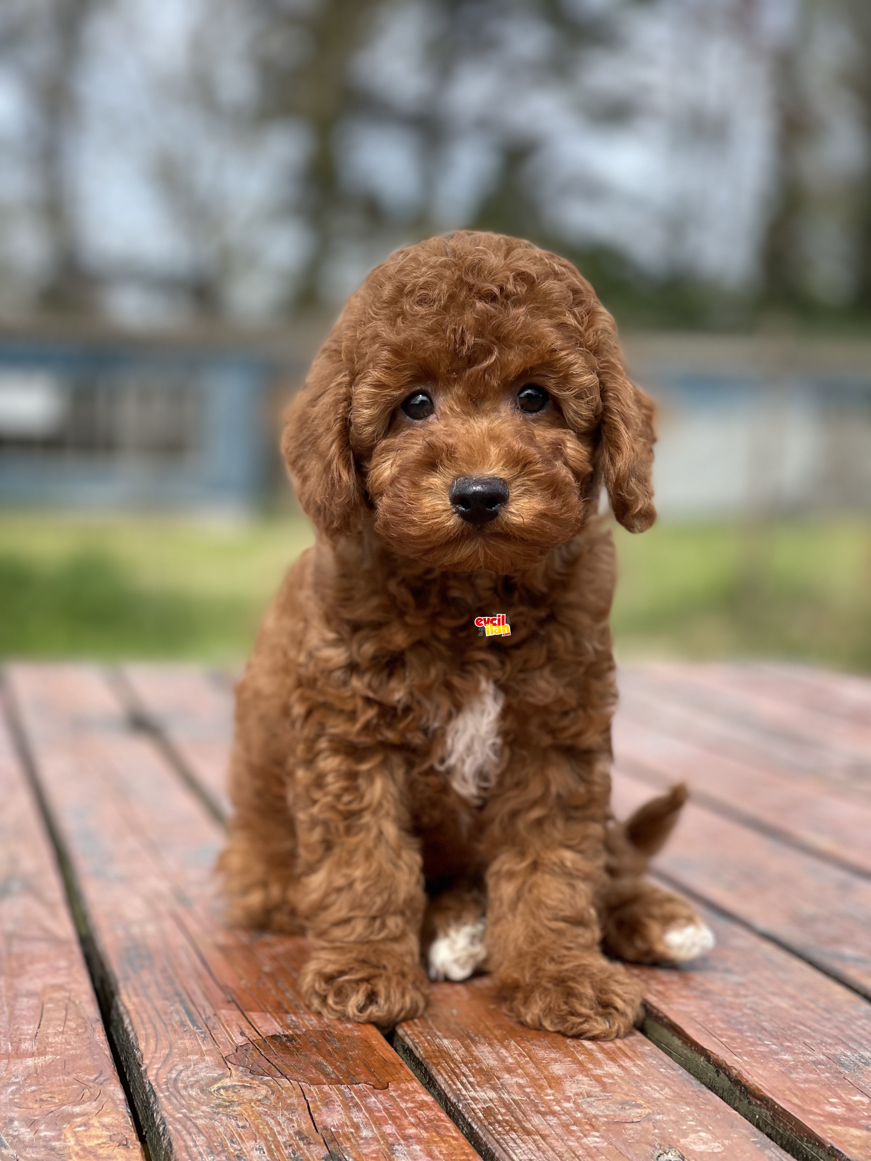 Sevimli Mini Boy Poodle Bebekler