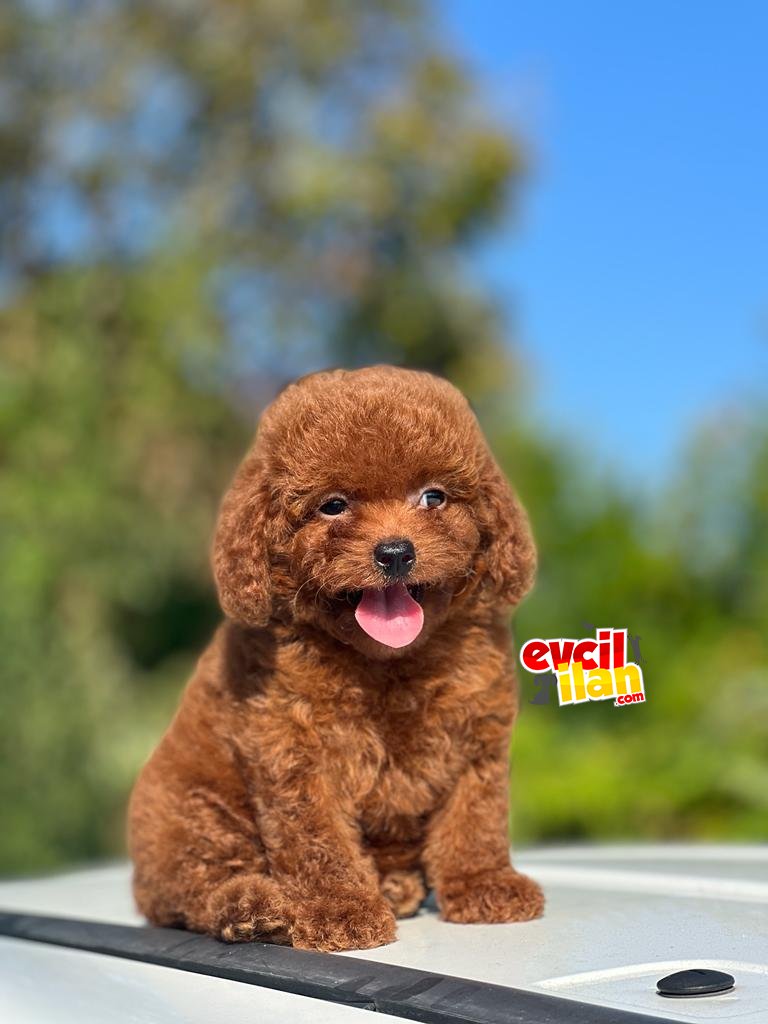 Sevimli Mini Poodle Bebekler