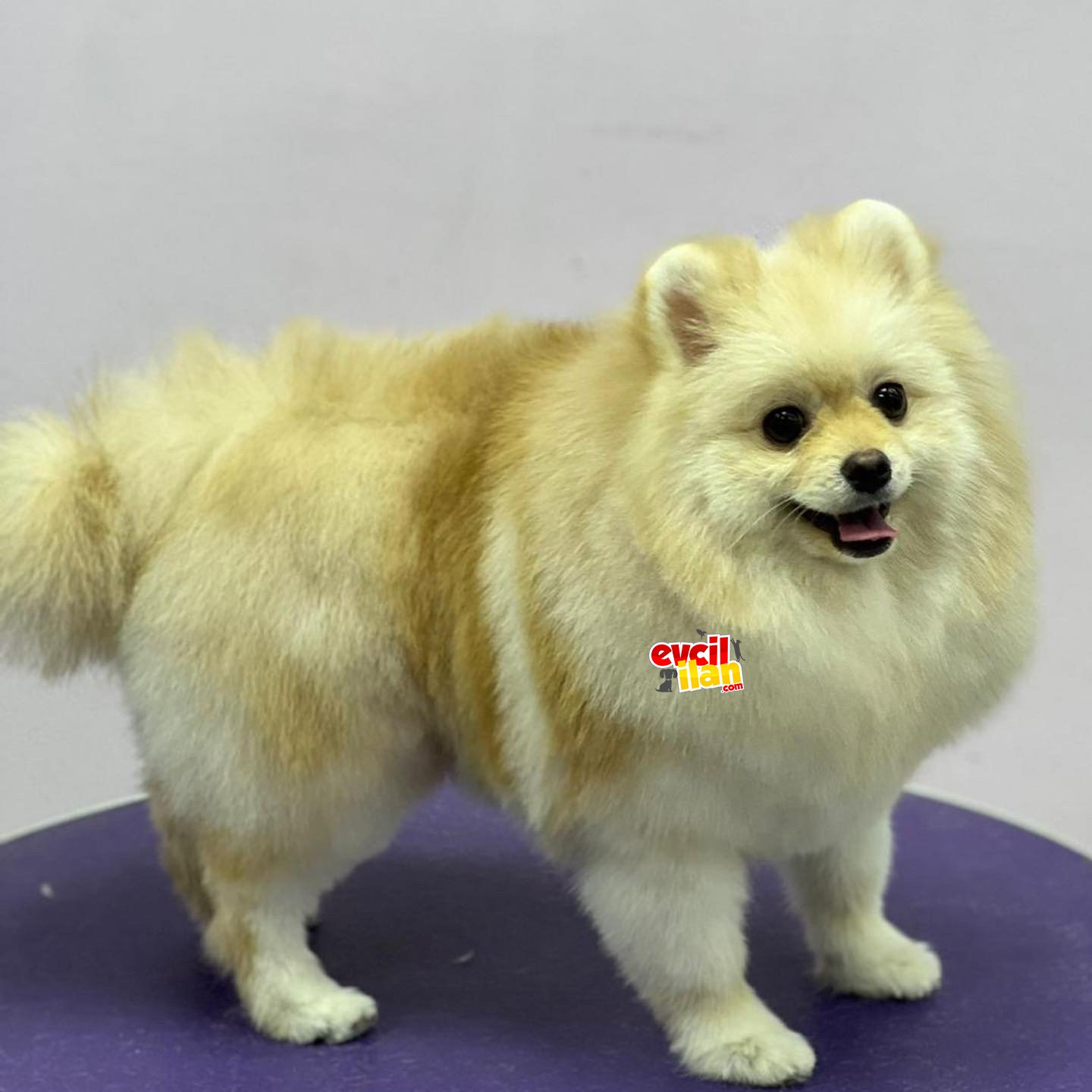 Sevimli Pomeranian spitz erkek yavrumuz