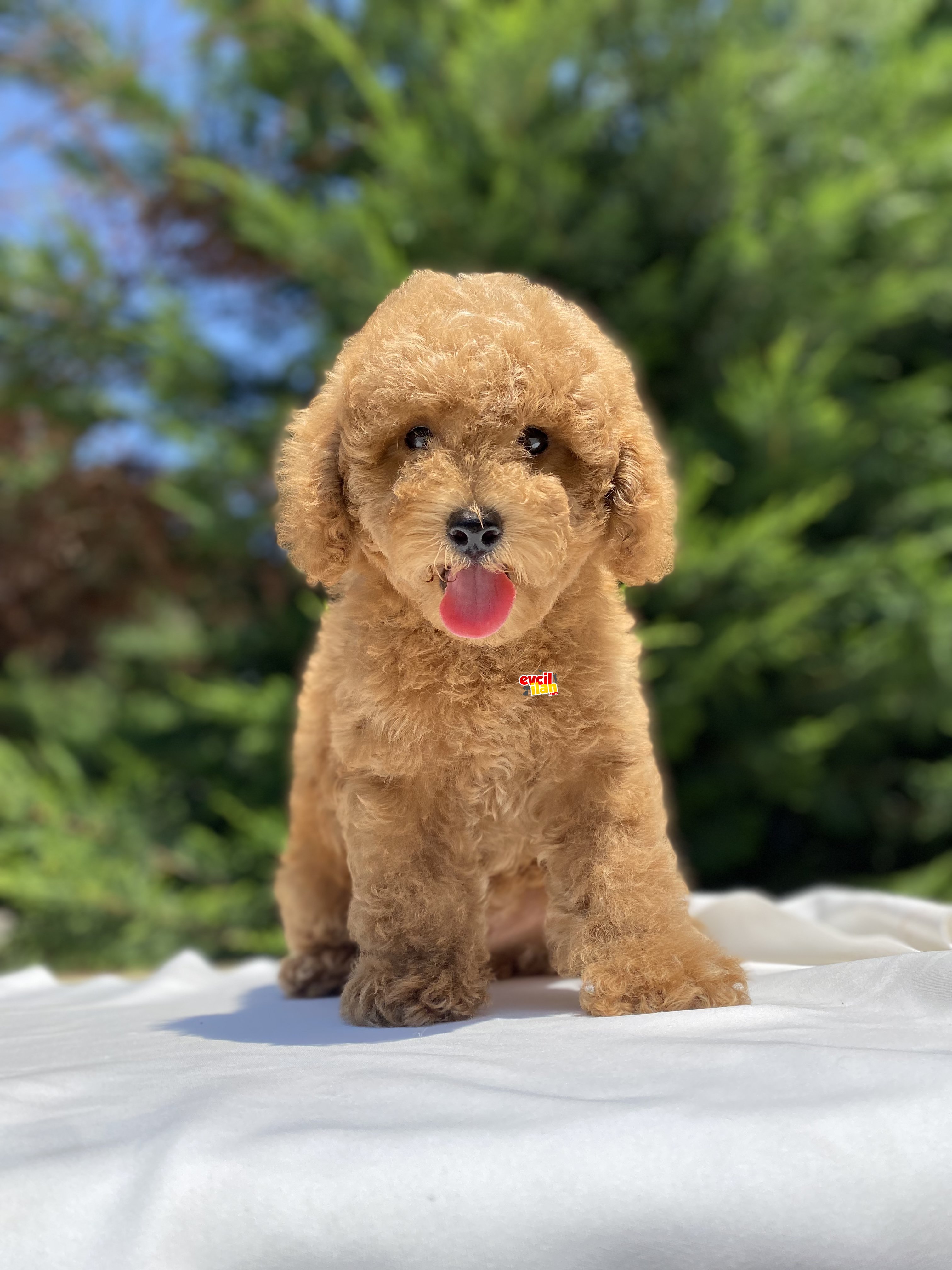 SEVİMLİ POODLE BEBEKLER AŞILI