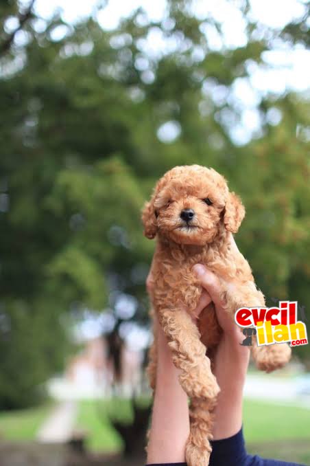 SEVİMLİ POODLE BEBEKLERİMİ