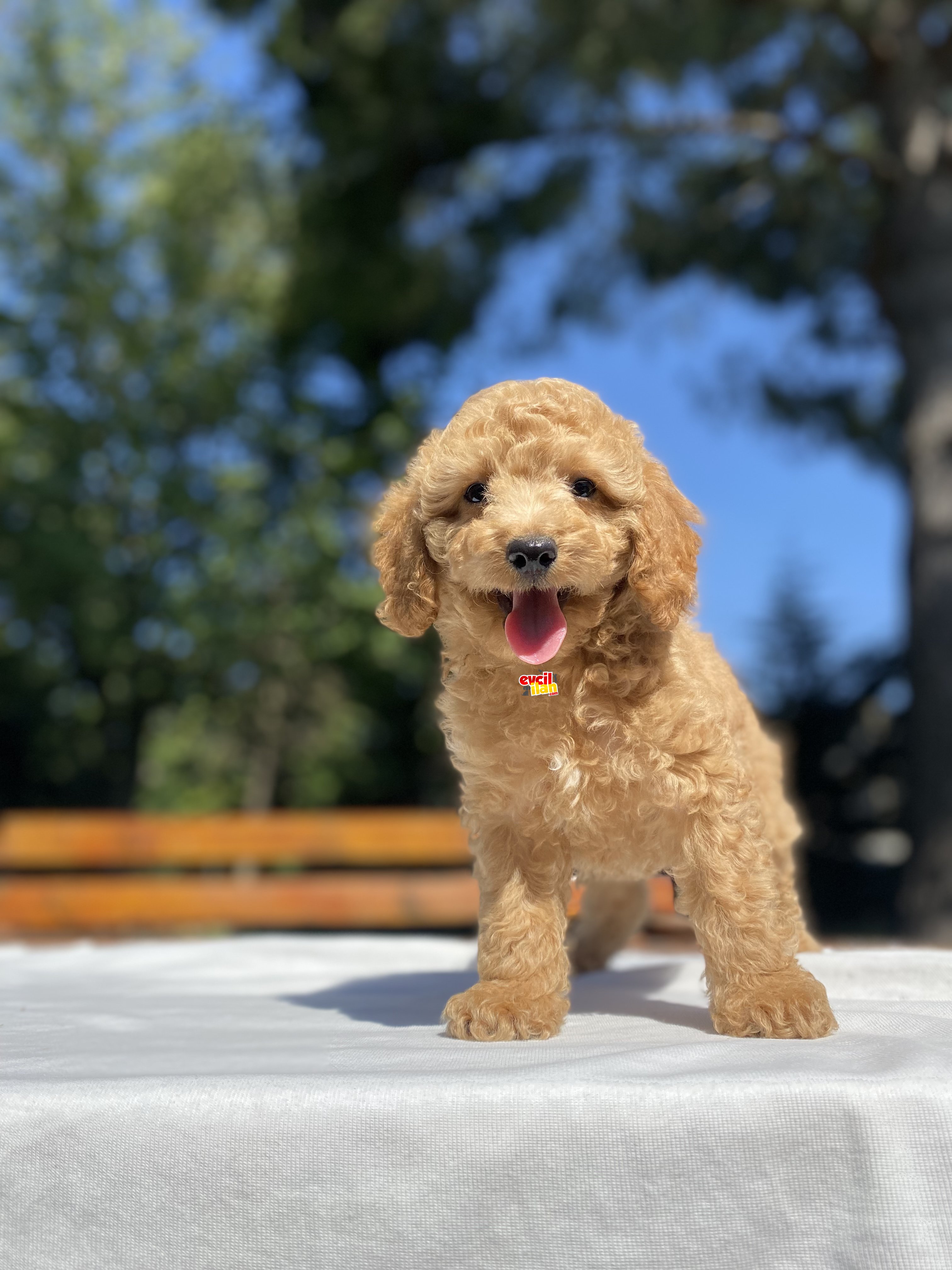 SEVİMLİ POODLE BEBEKLERİMİZ A KALİTE