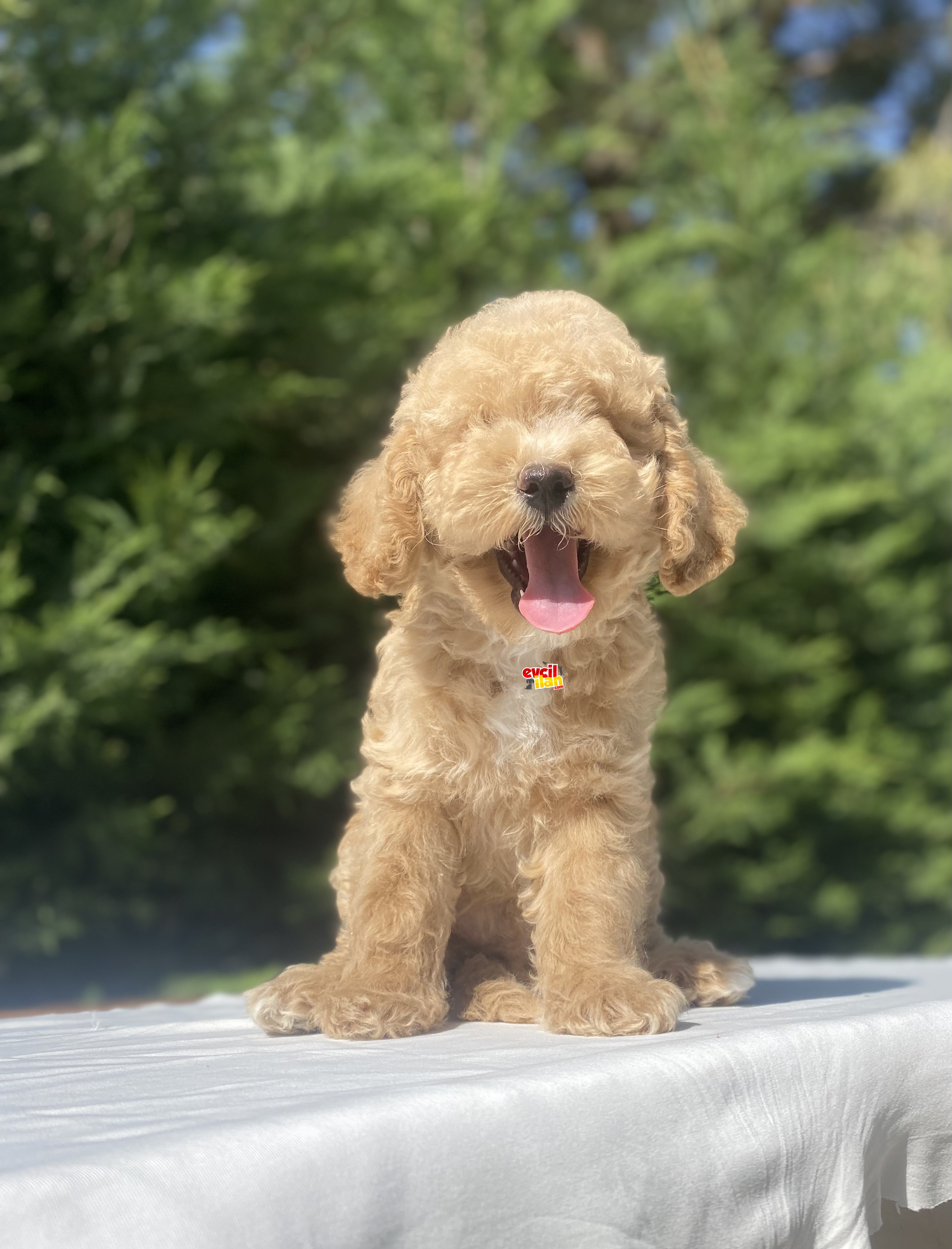 SEVİMLİ POODLE YAVRULARIMIZ DİŞİ ERKEK