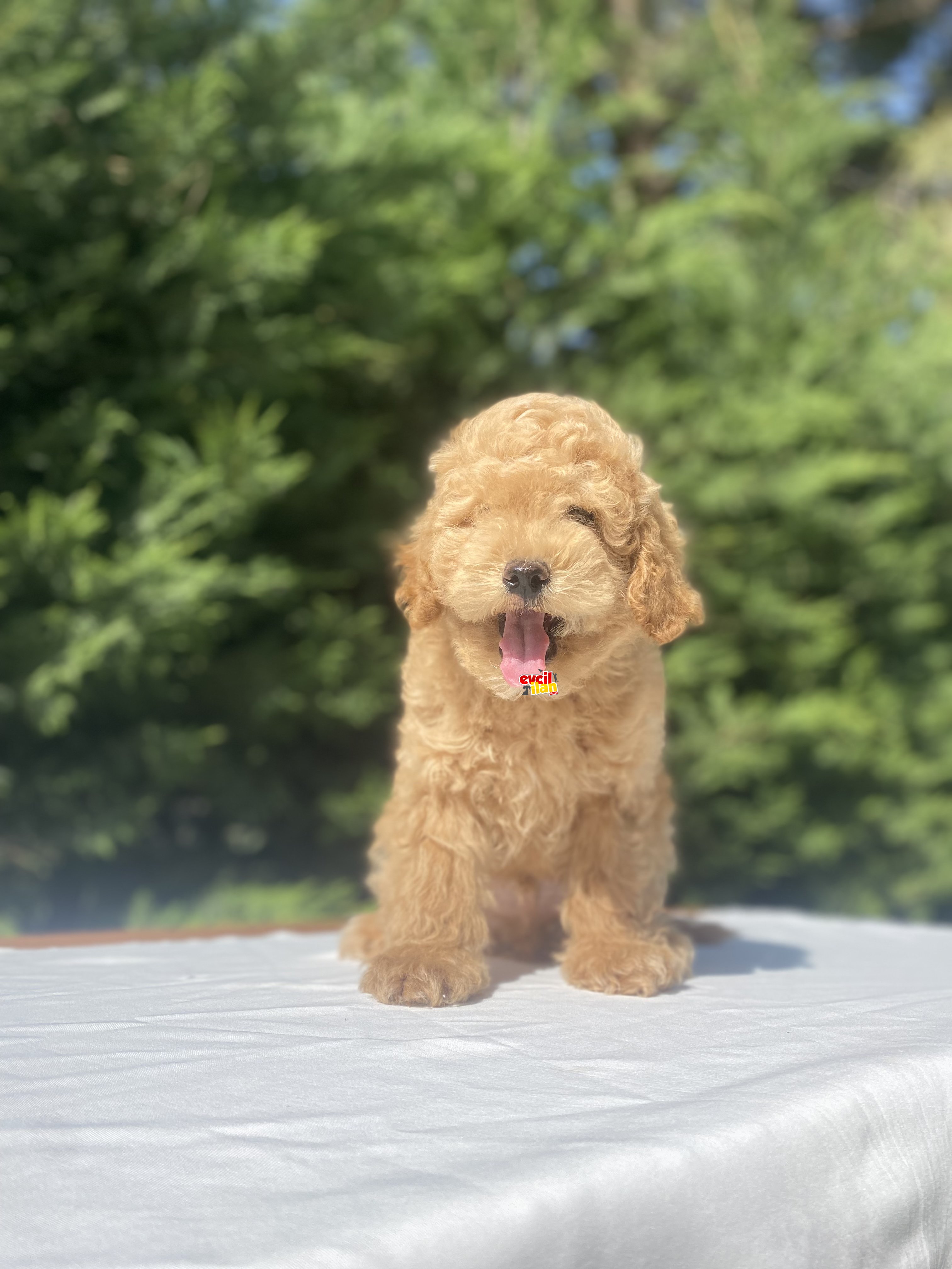 SEVİMLİ POODLE YAVRULARIMIZ