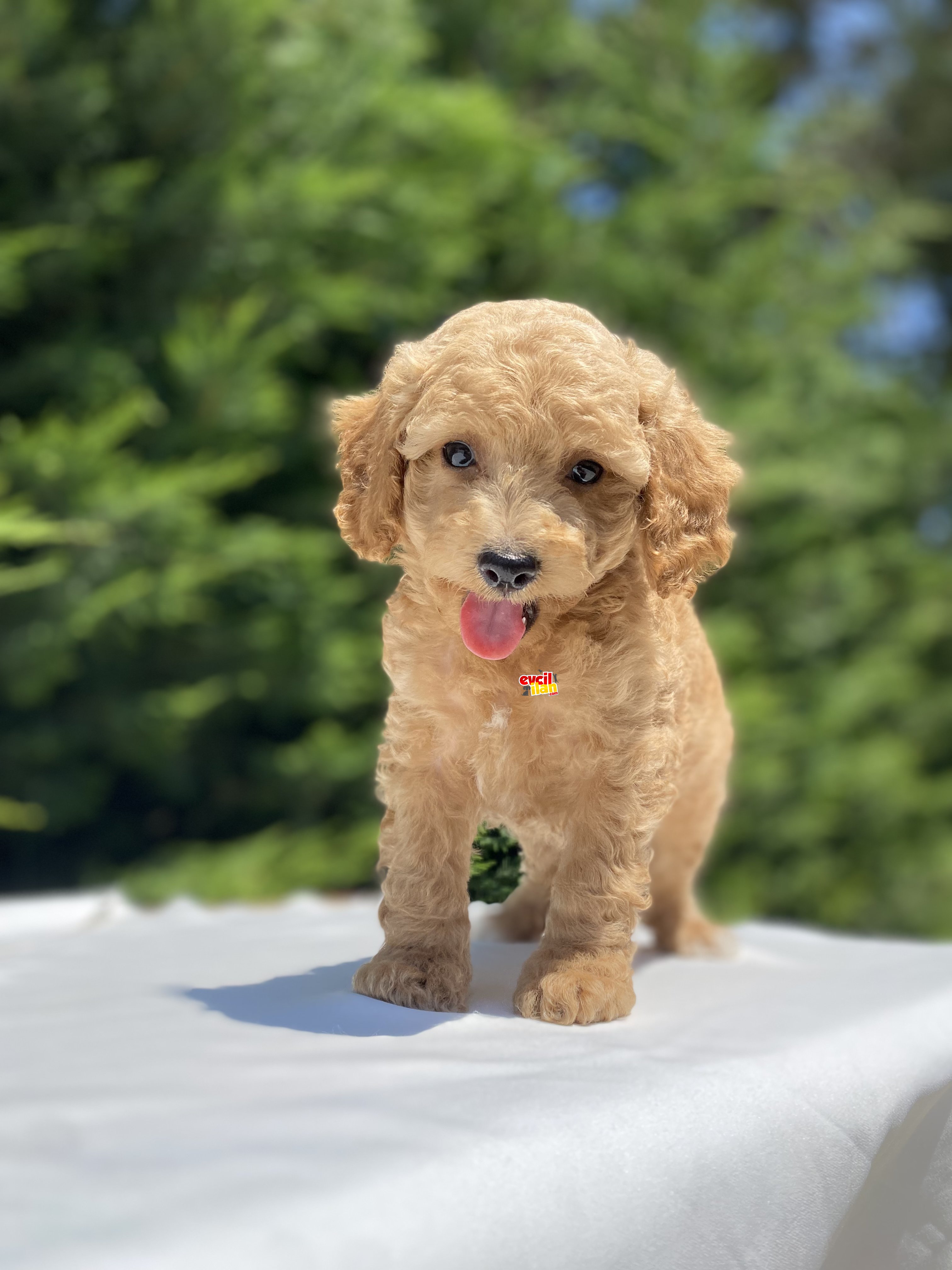 SEVİMLİ POODLE YAVRULARIMIZ 