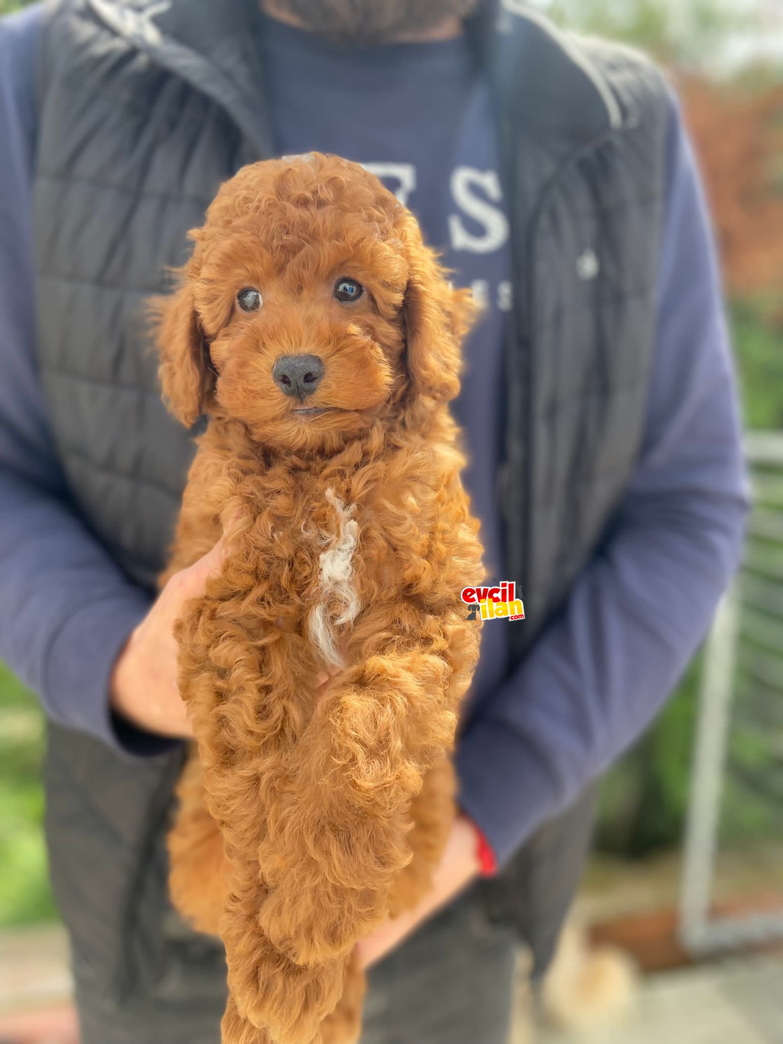 SEVİMLİ POODLE YAVRULARIMIZ 