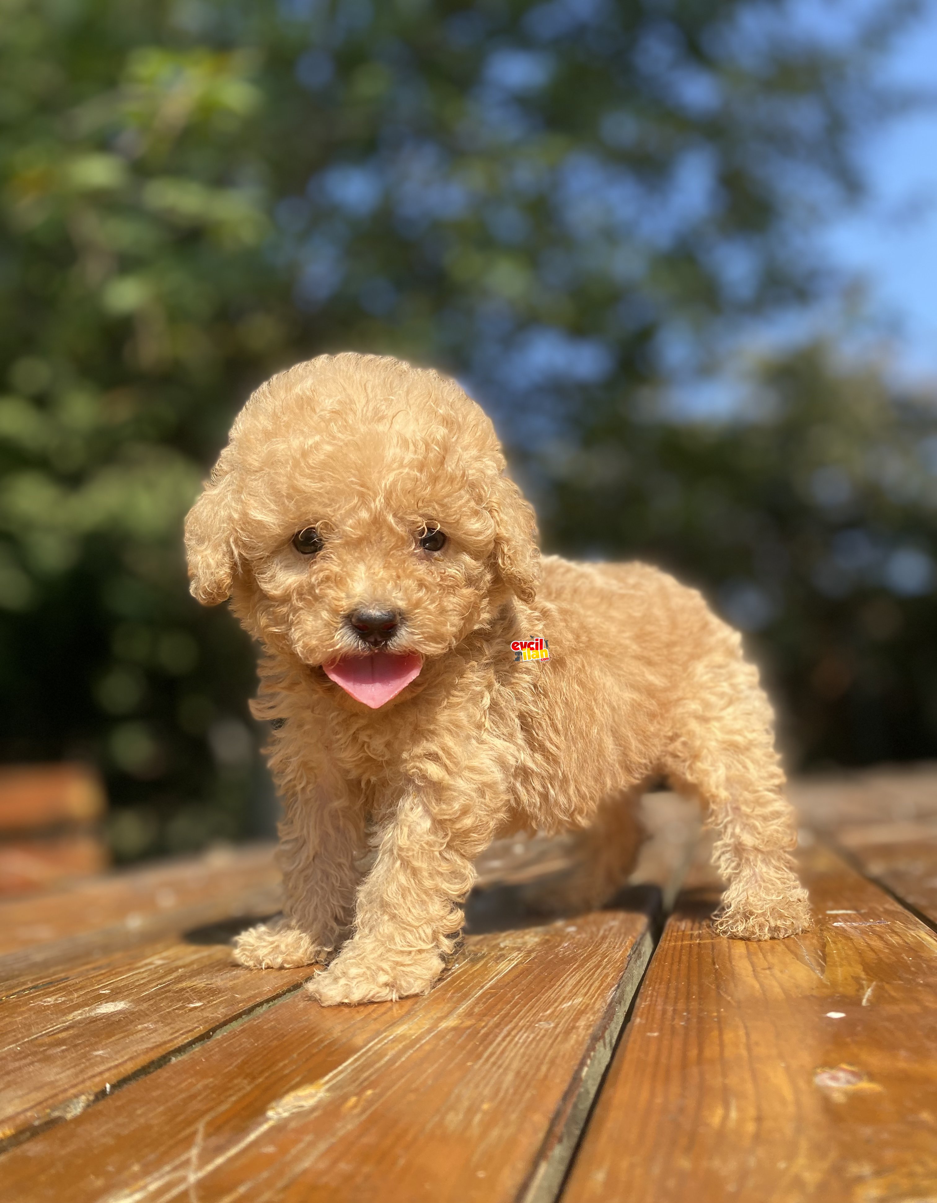 SEVİMLİ POODLE YAVRUMUZ 