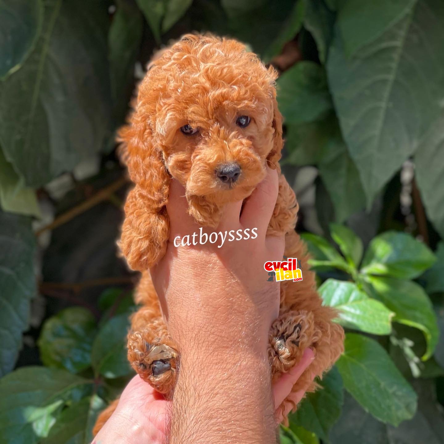 Sevimli red dişi toy poodle yavrumuz 