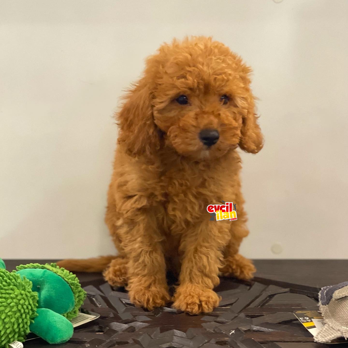 Sevimli red toy poodle erkek bebek