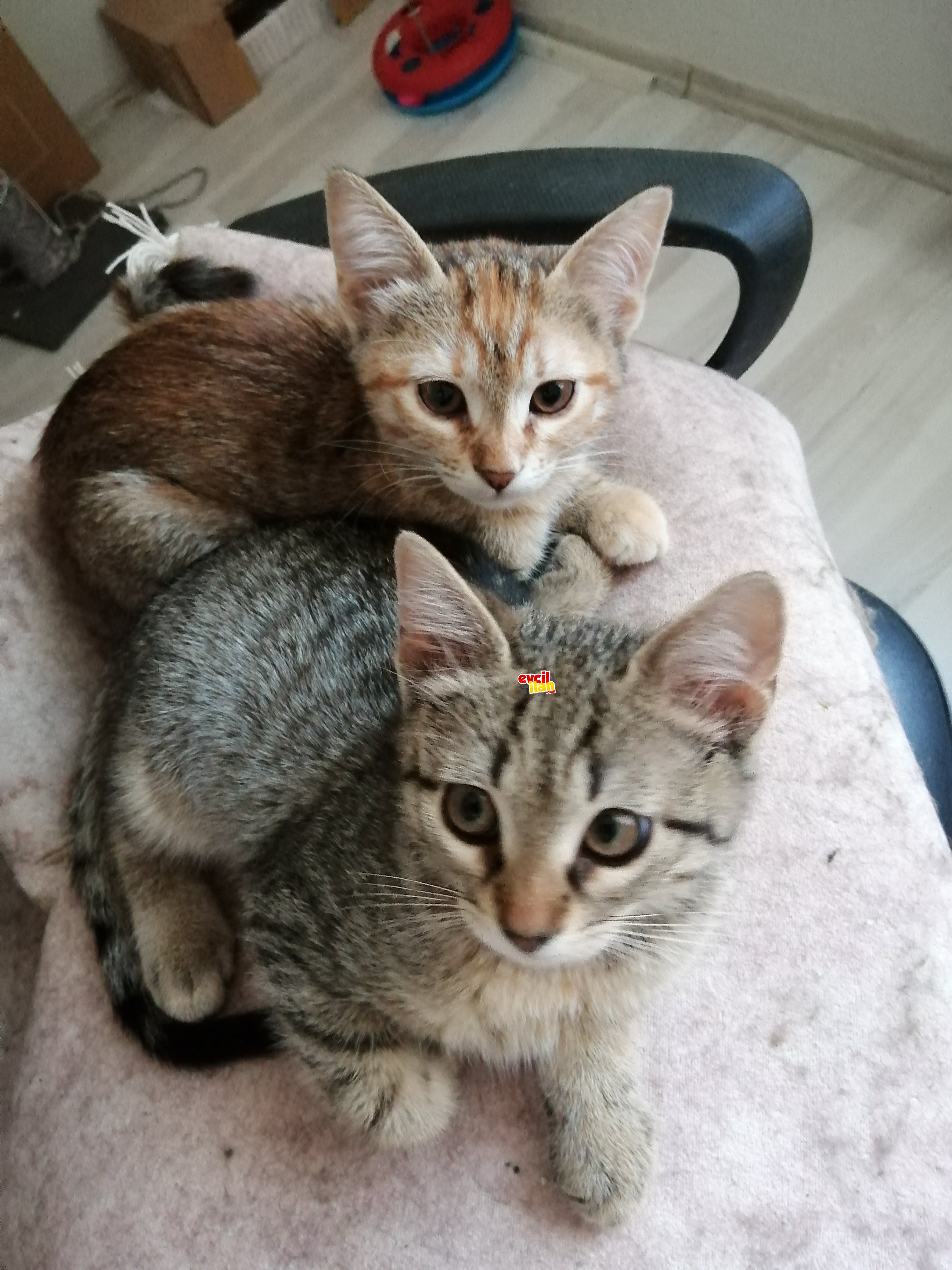 sevimli şaşkınlar
