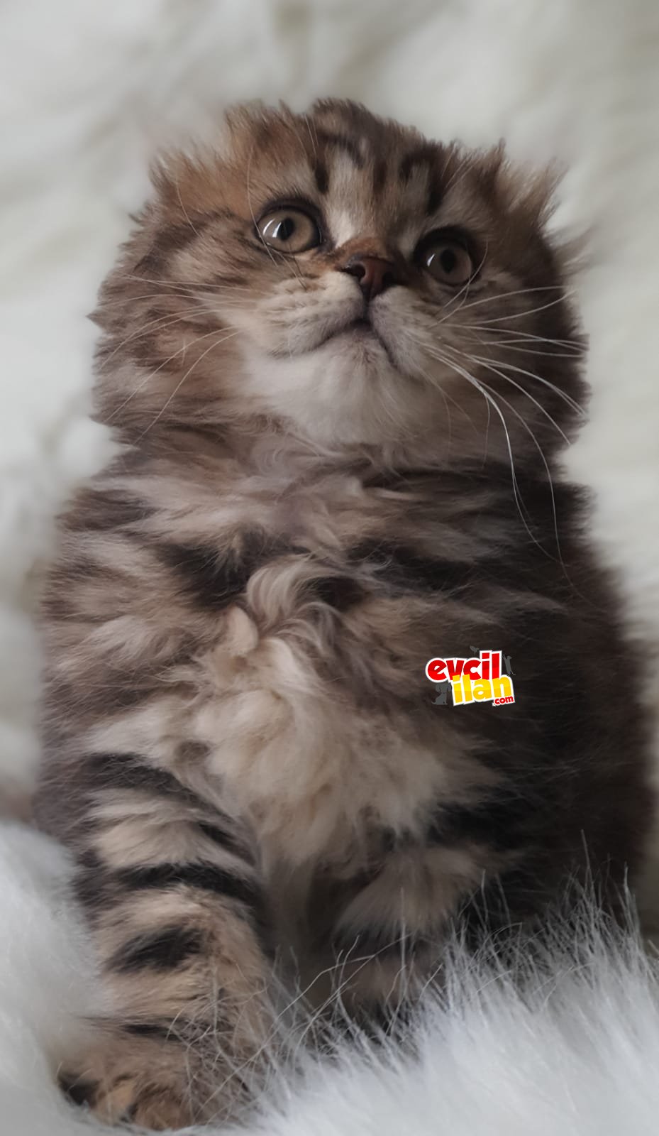 Sevimli scottish fold longhair yavrumuz teslime hazır