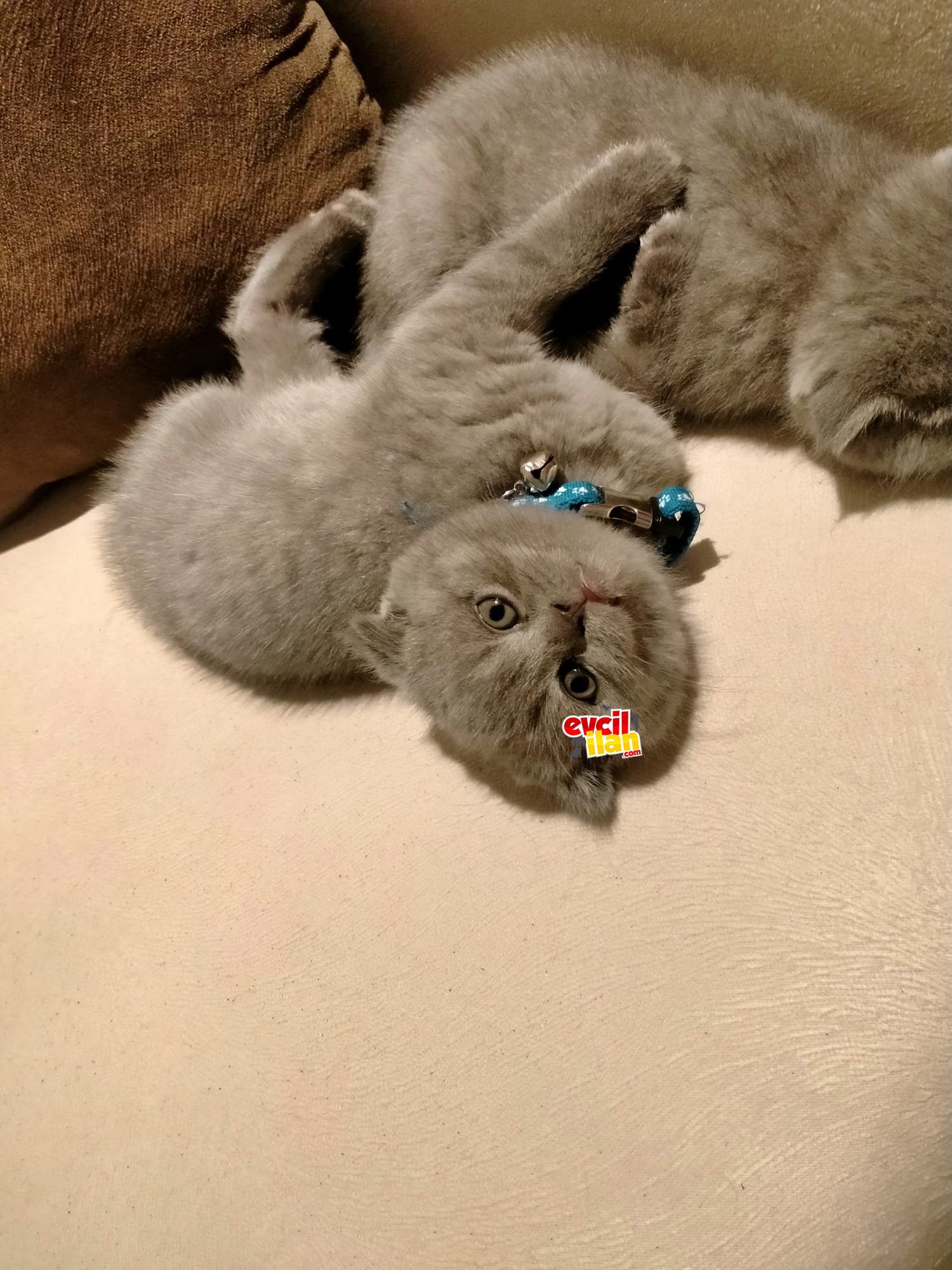sevimli scottish fold yavrularımız