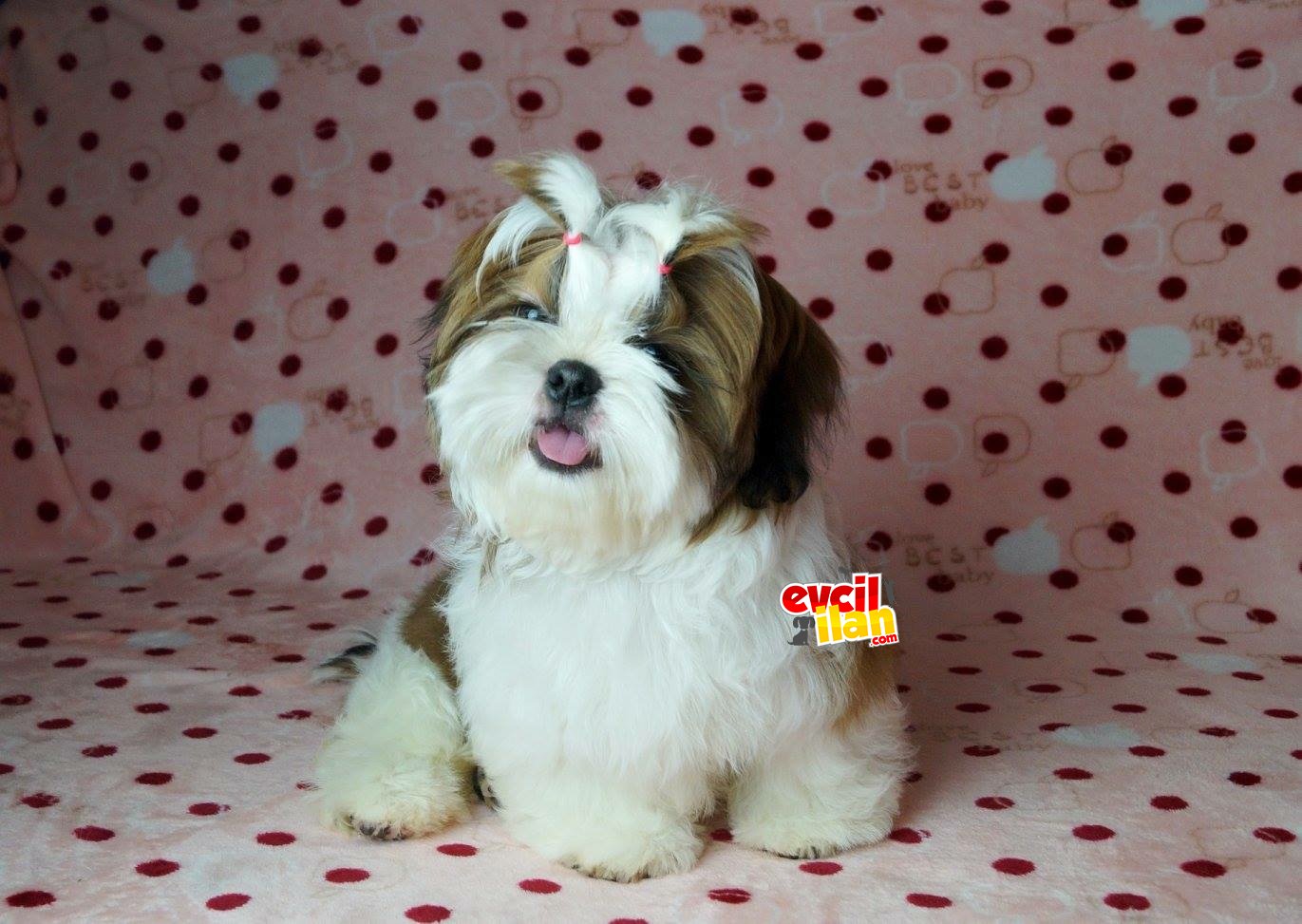 Sevimli SHIH TZU YAVRULAR 