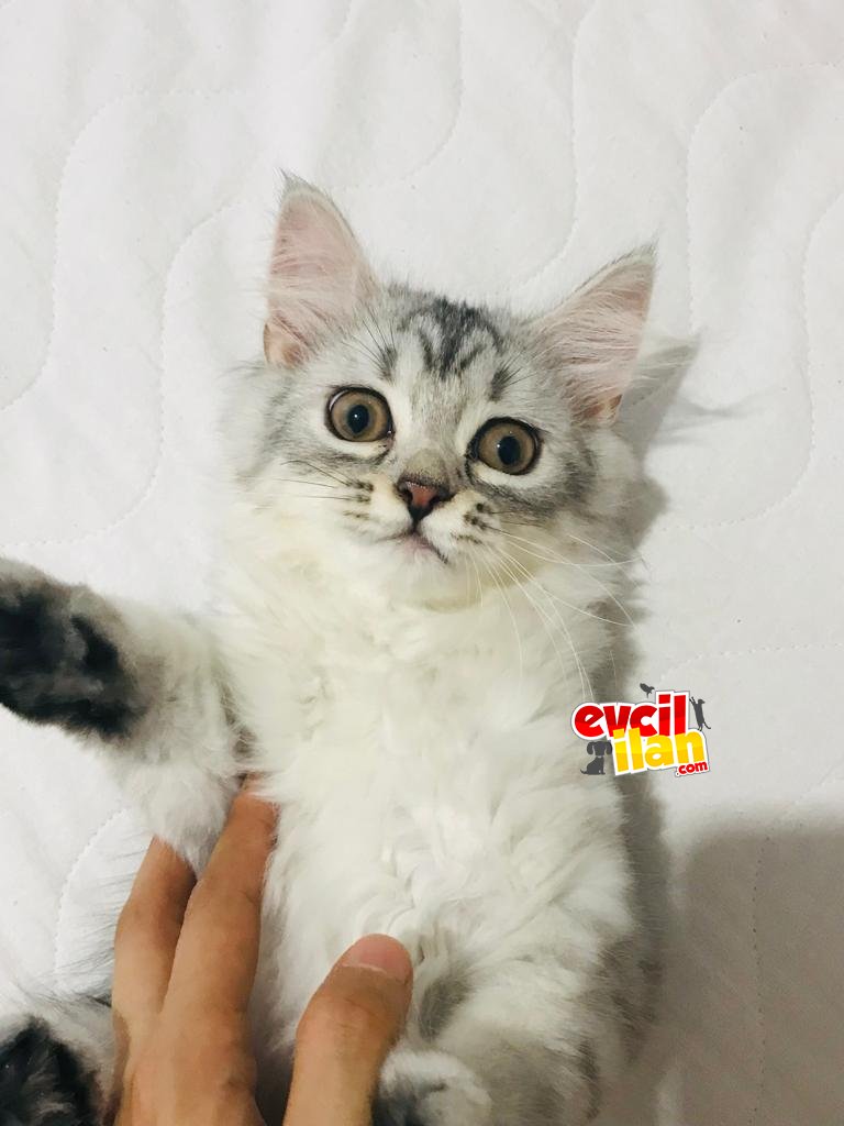 sevimli silver tabby kardeşler 