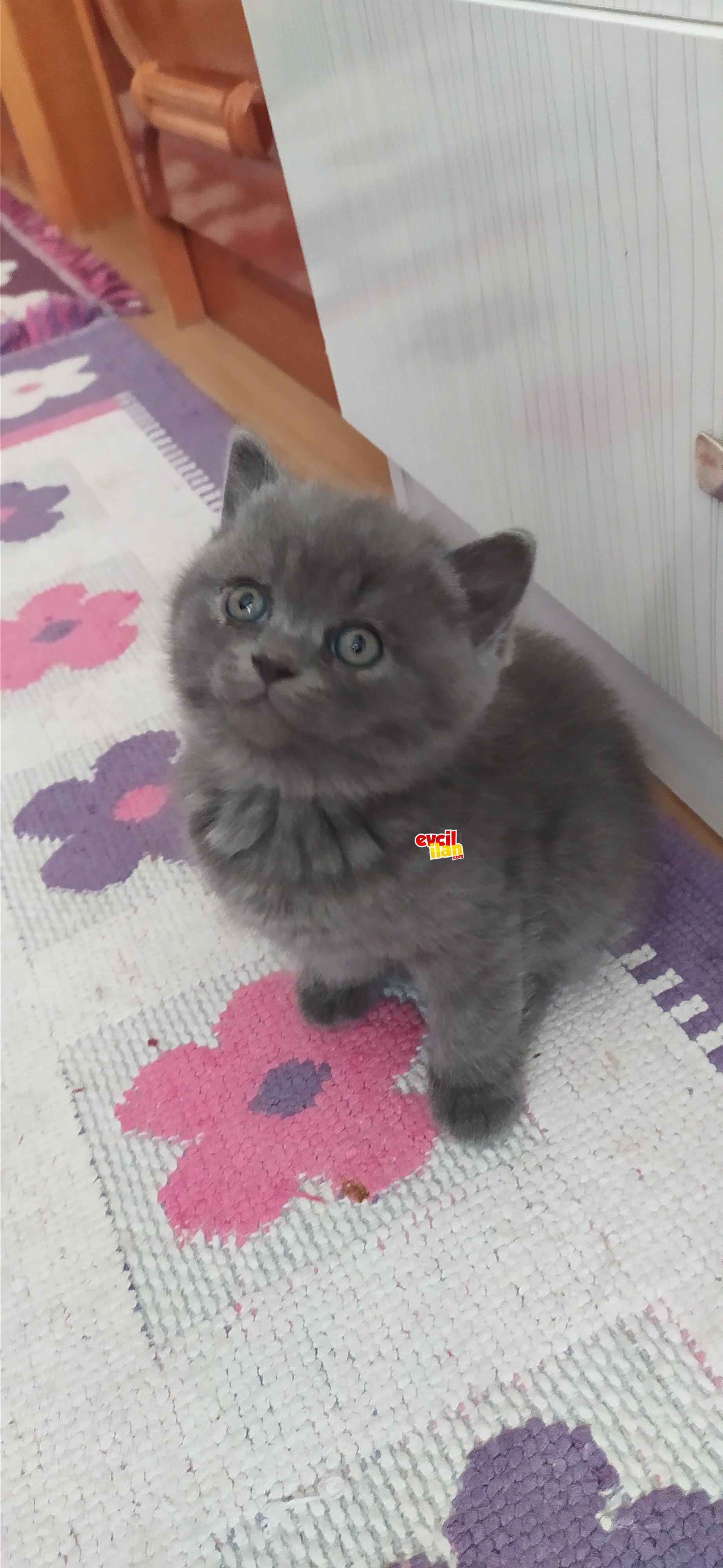 Sevimli sosyal yavrularımız 