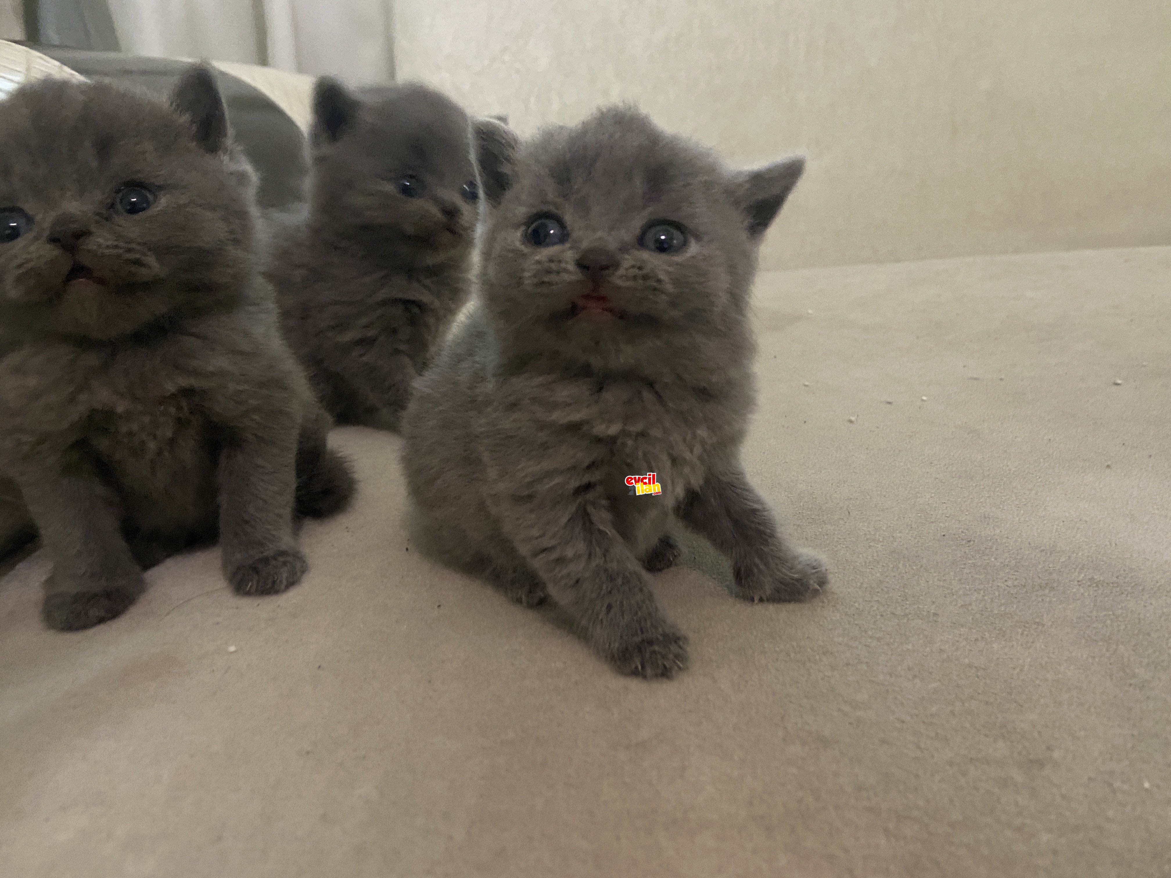 SEVİMLİ SURAT SCOTTİSH FOLD , British Shorthair , BEBEKLERİMİZ