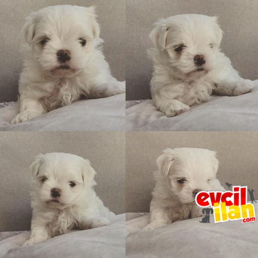 Sevimli Teacup Maltese Bebek