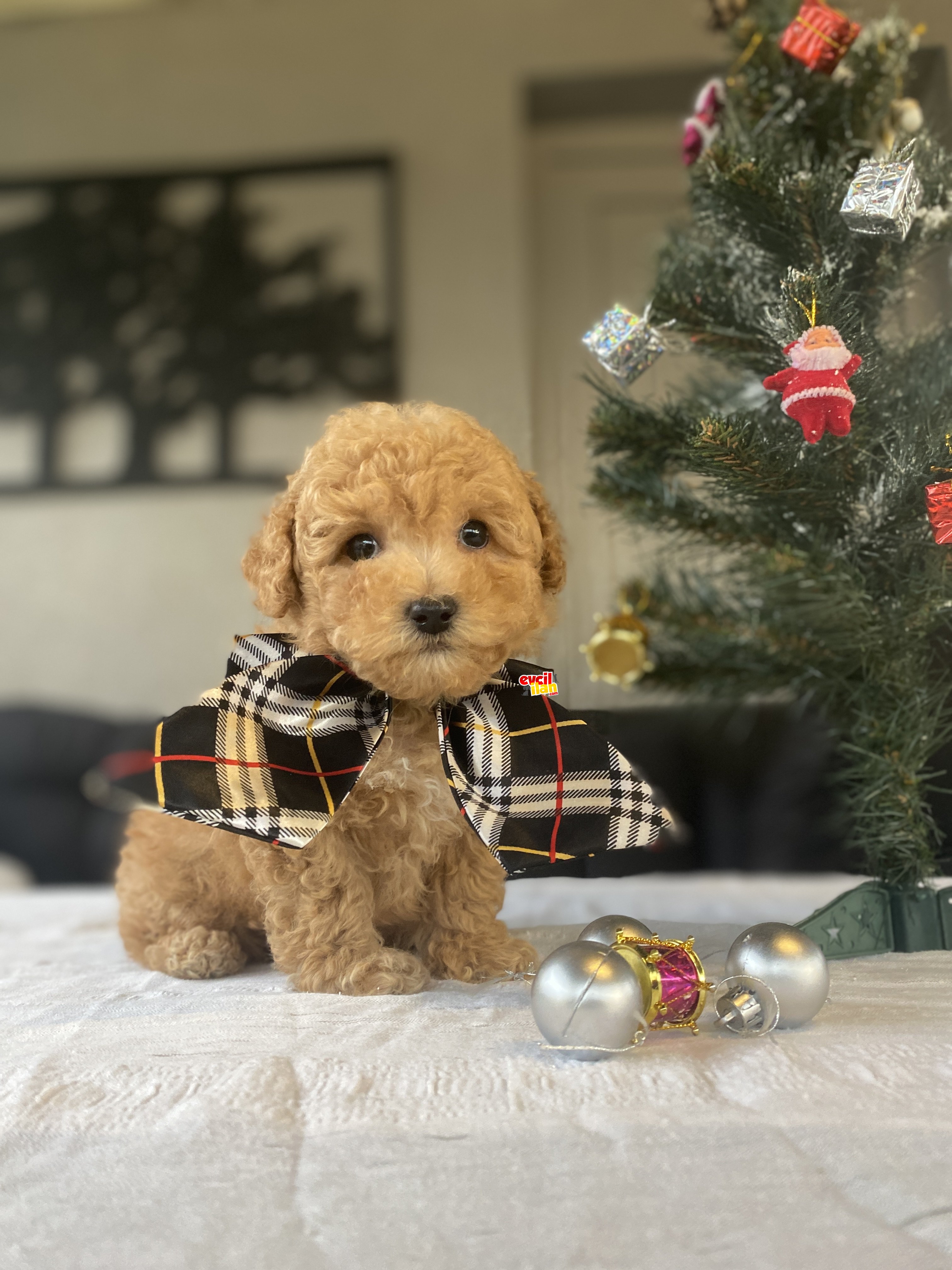 SEVİMLİ TOY POODLE BEBEKLER 