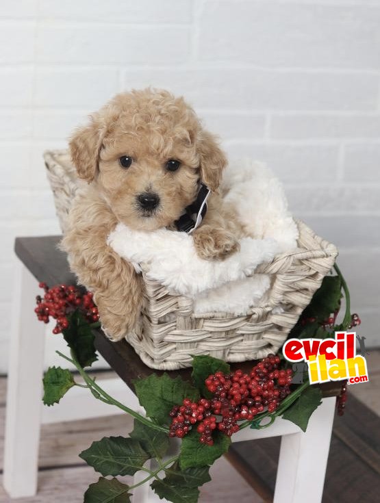 SEVİMLİ TOY POODLE OYUNCAK BEBEK 