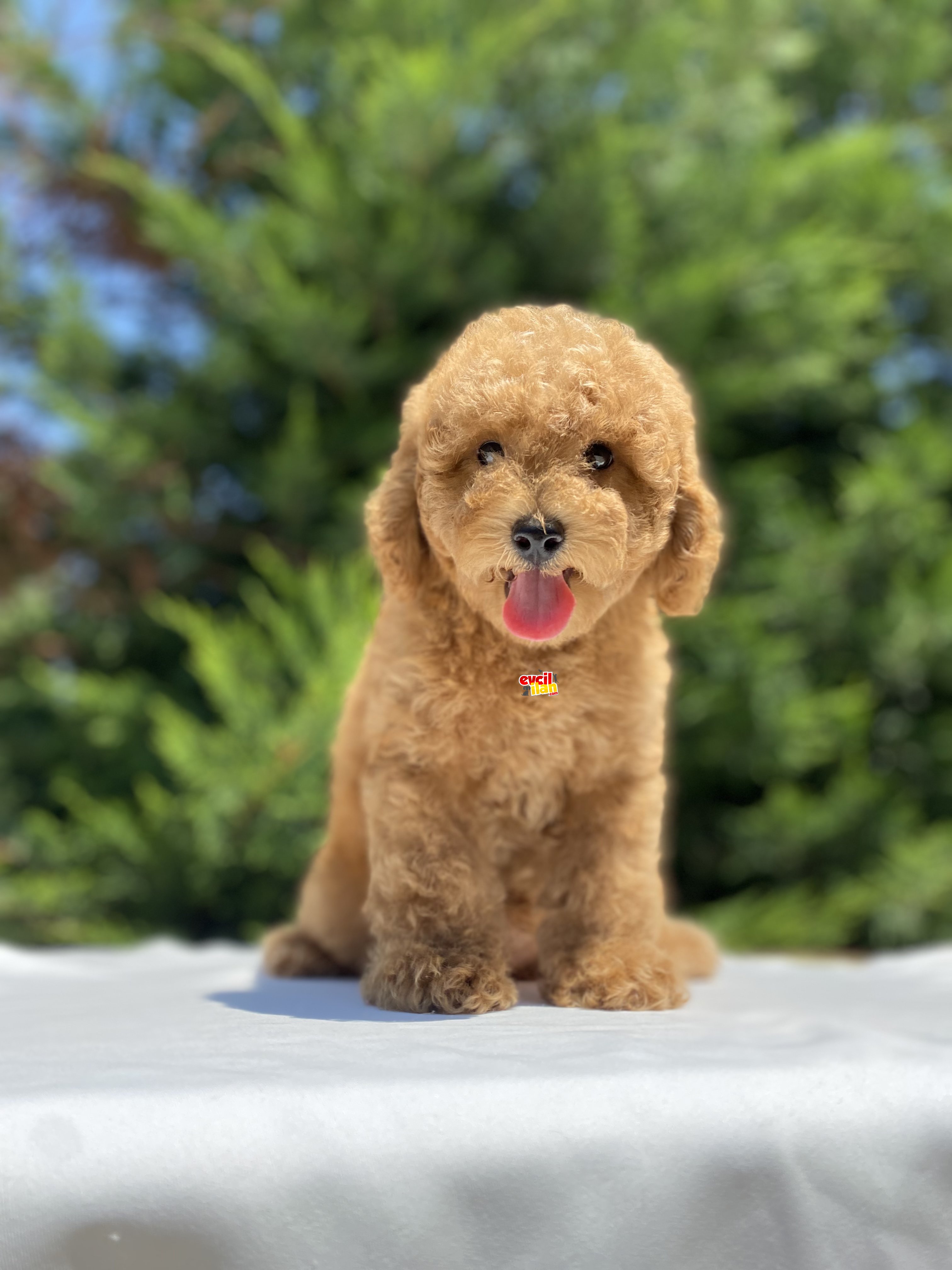 SEVİMLİ TOY POODLE OYUNCAK BEBEKLER 