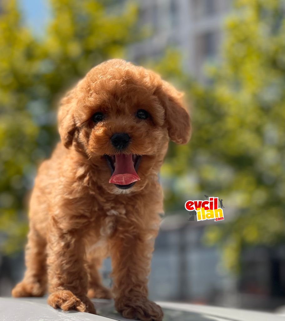 SEVİMLİ TOY POODLE YAVRULAR 