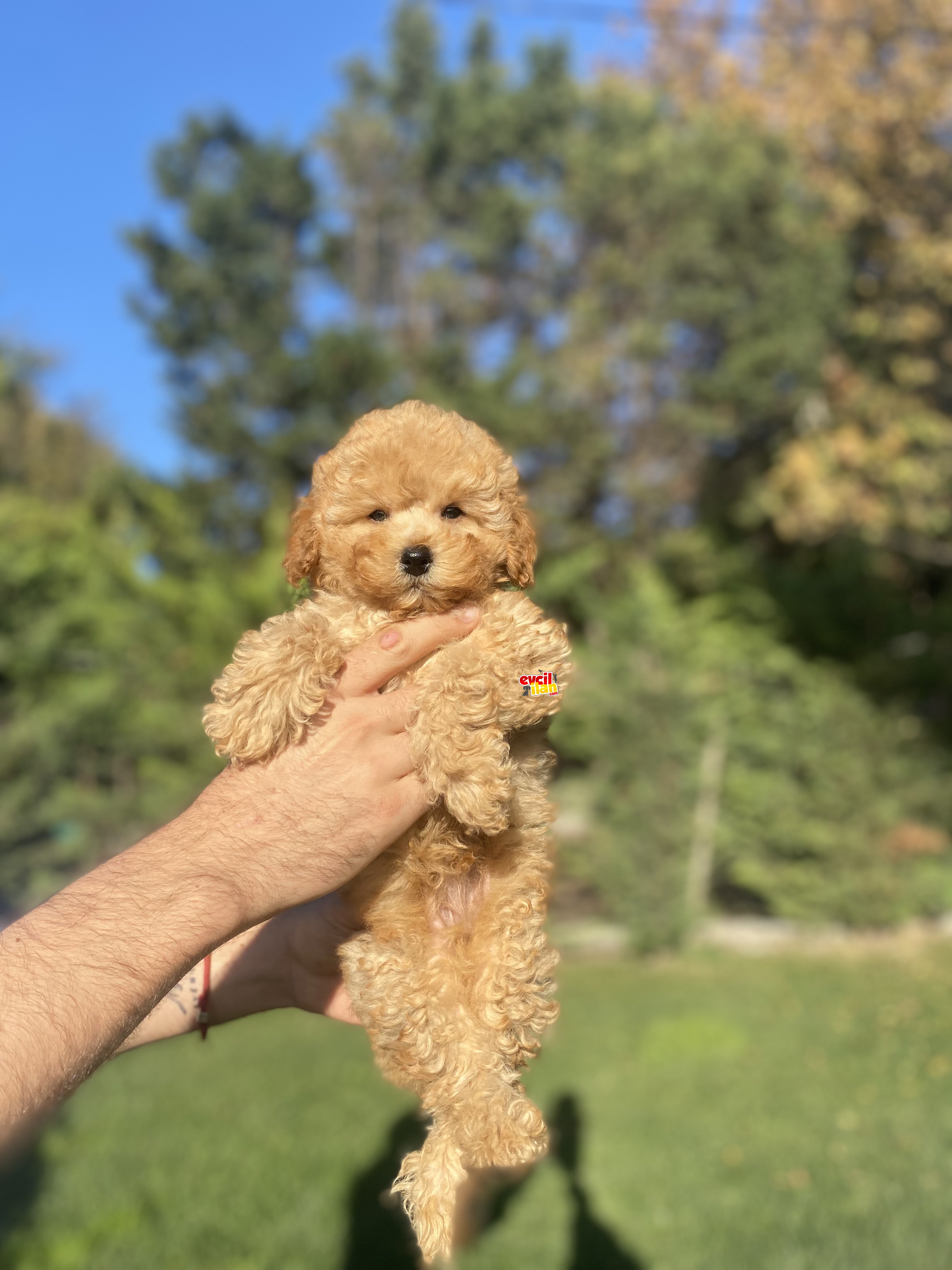 SEVİMLİ TOY POODLE YAVRULARIMKZ