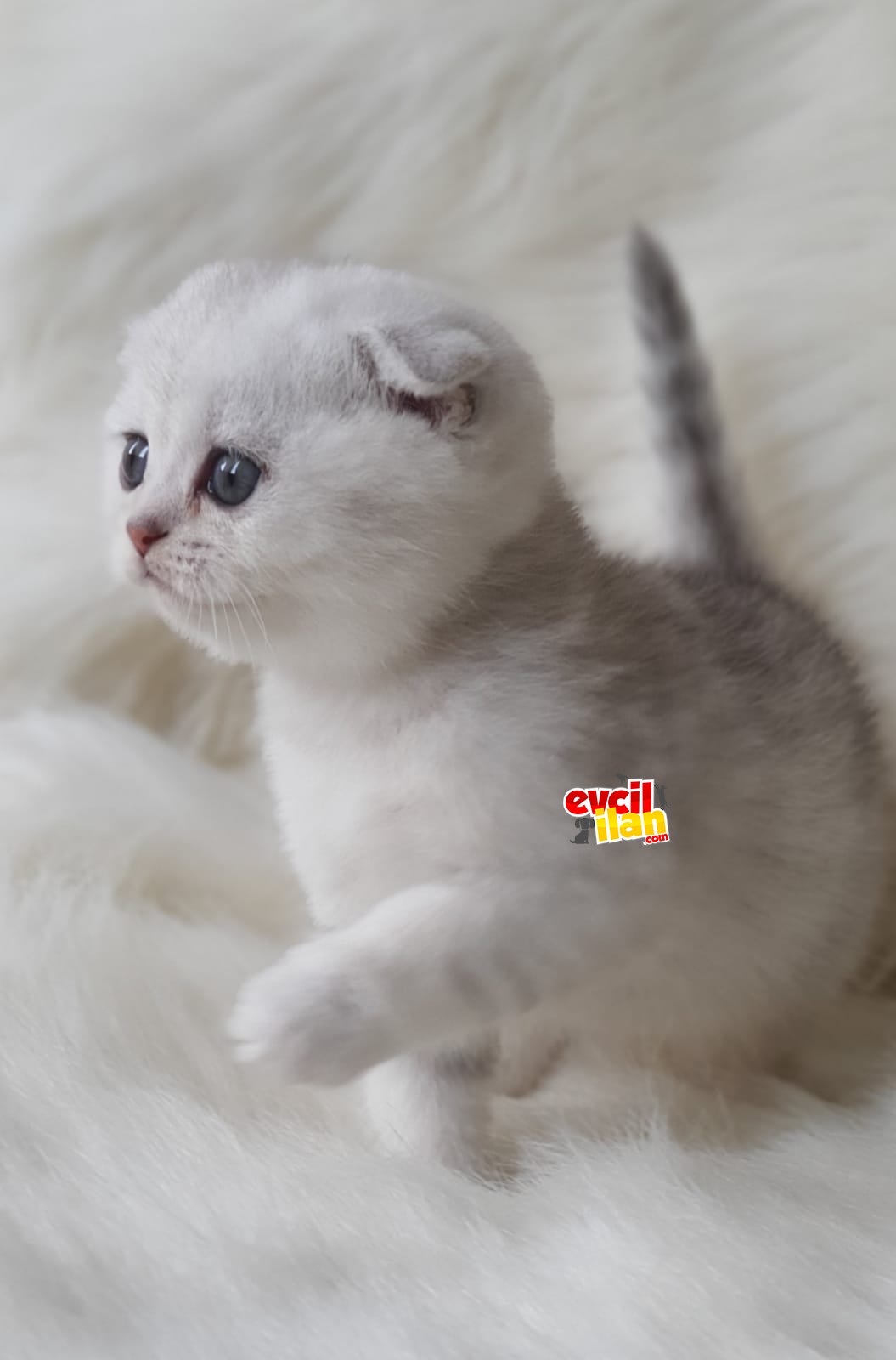 Sevimli tüy yumağı scottish fold yavrumuz