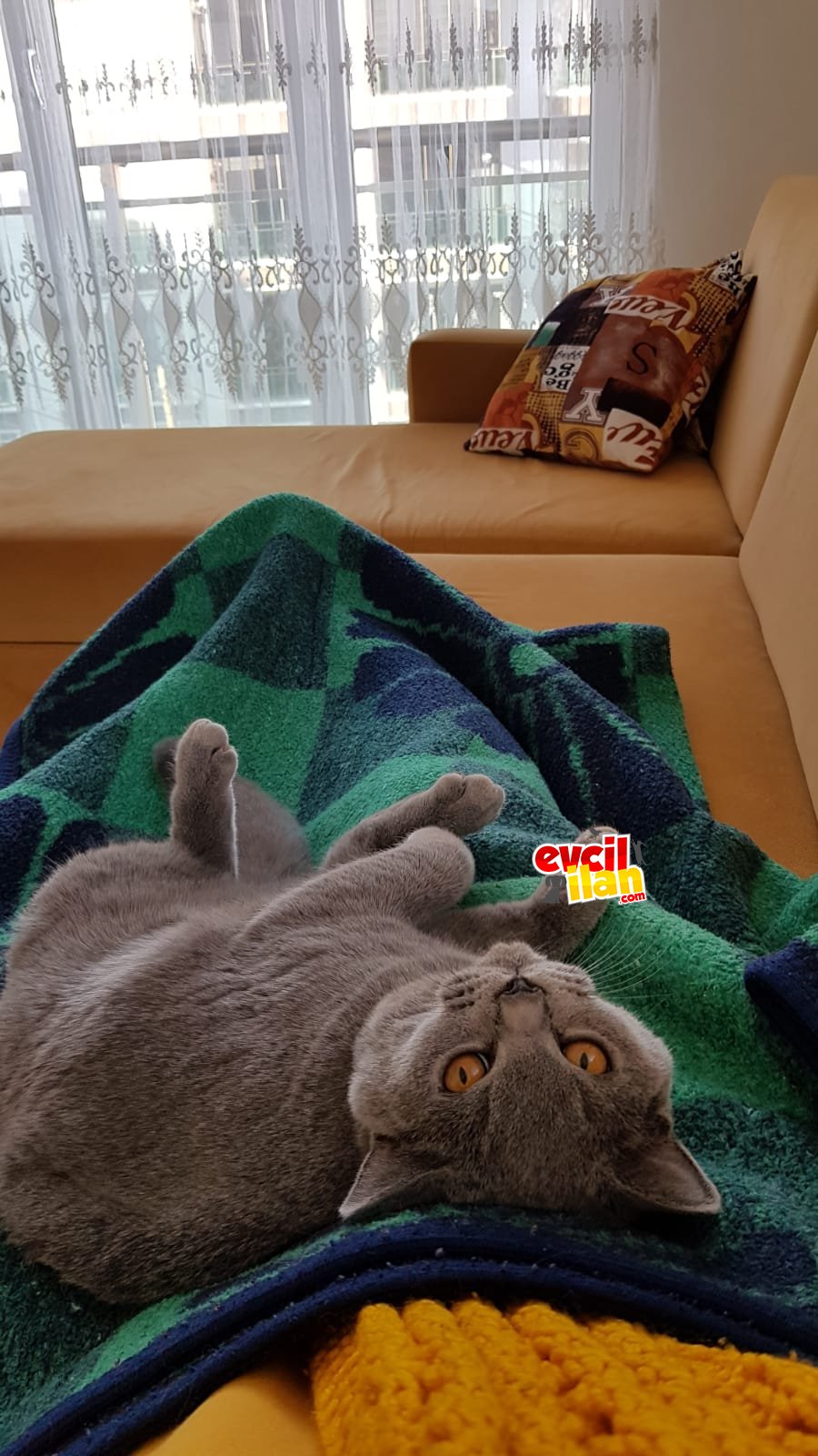 Sevimli ve akıllı efemiz
