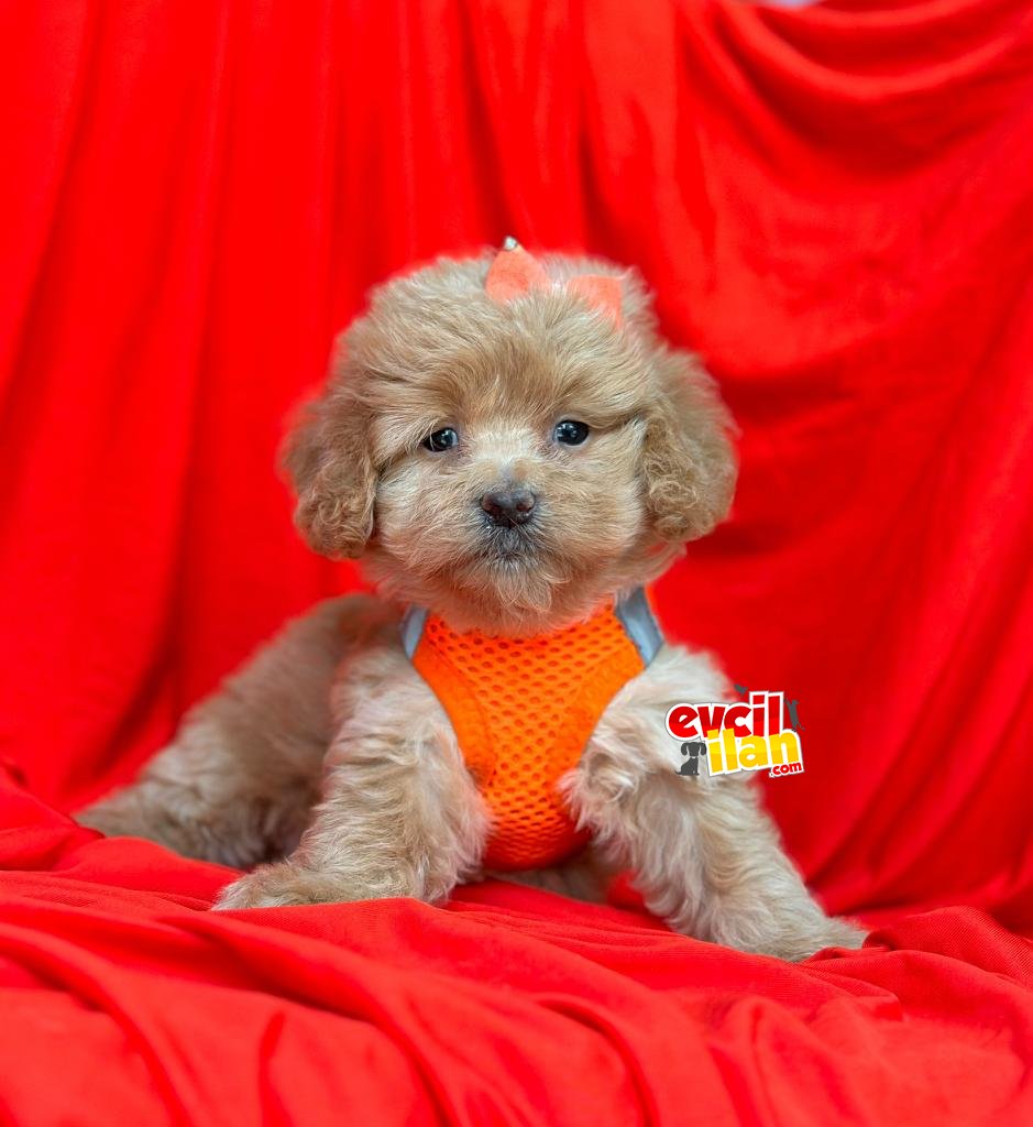 Sevimli Yavrularımız Maltipoo 