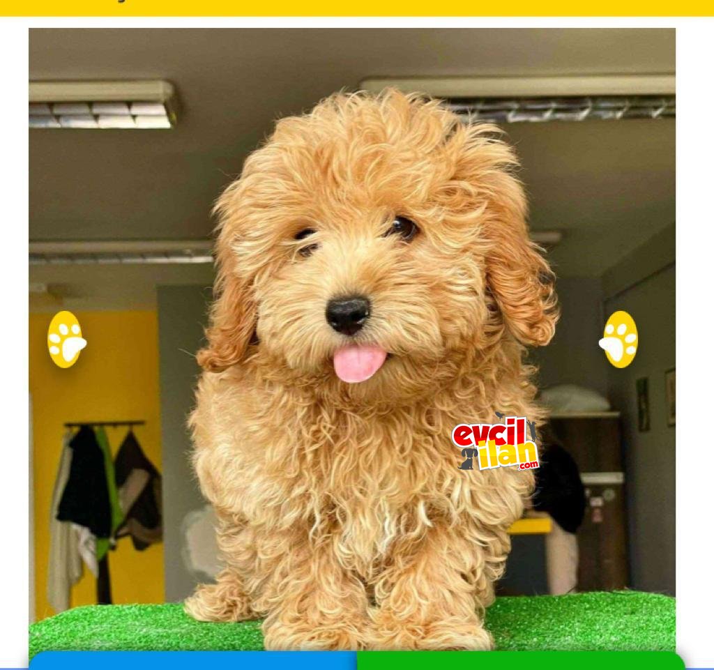 Sevimli Yavrularımız Maltipoo 