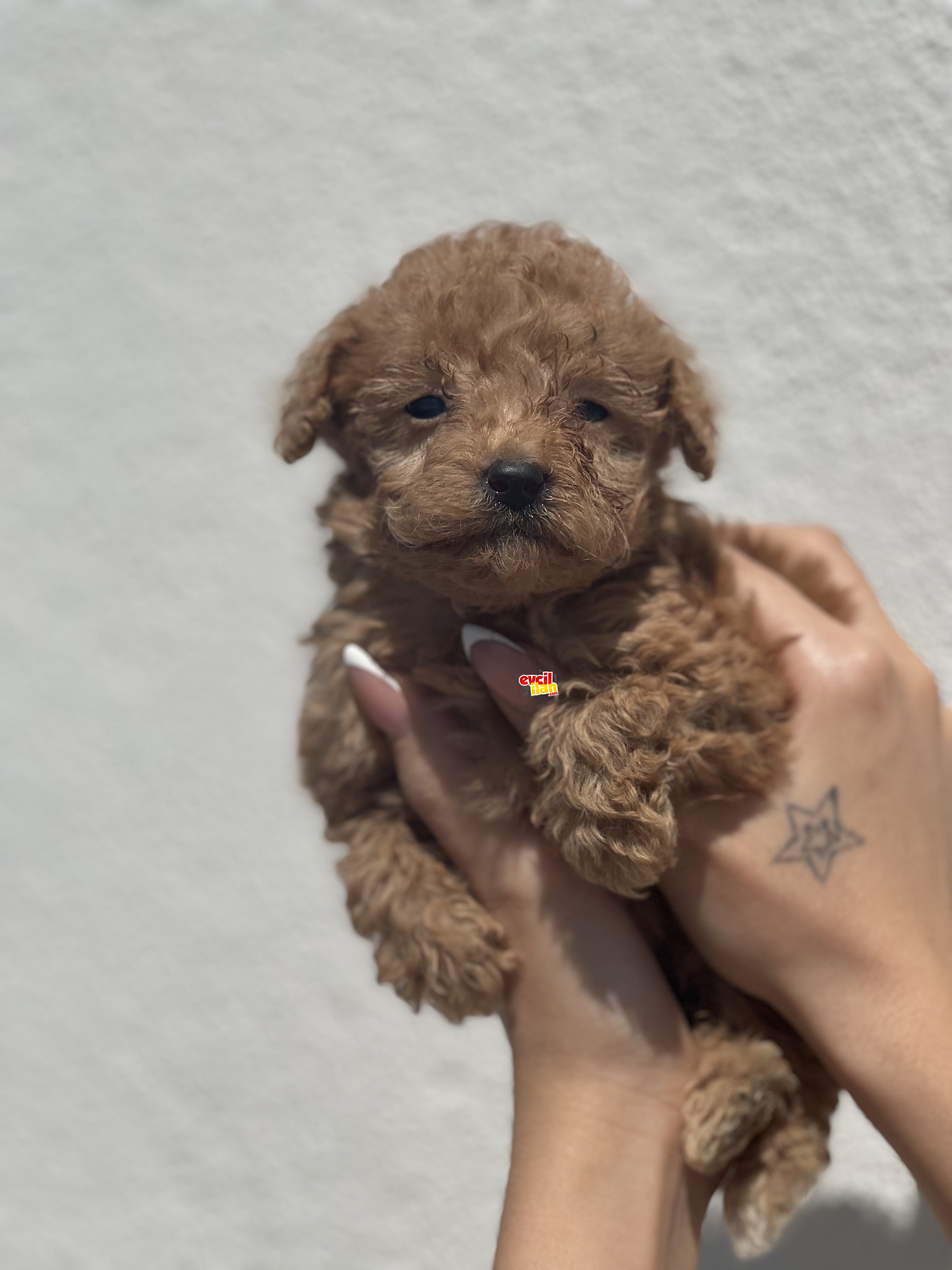 SEVİMLİ YÜZ IRK GARANTİLİ POODLE YAVRULAR 