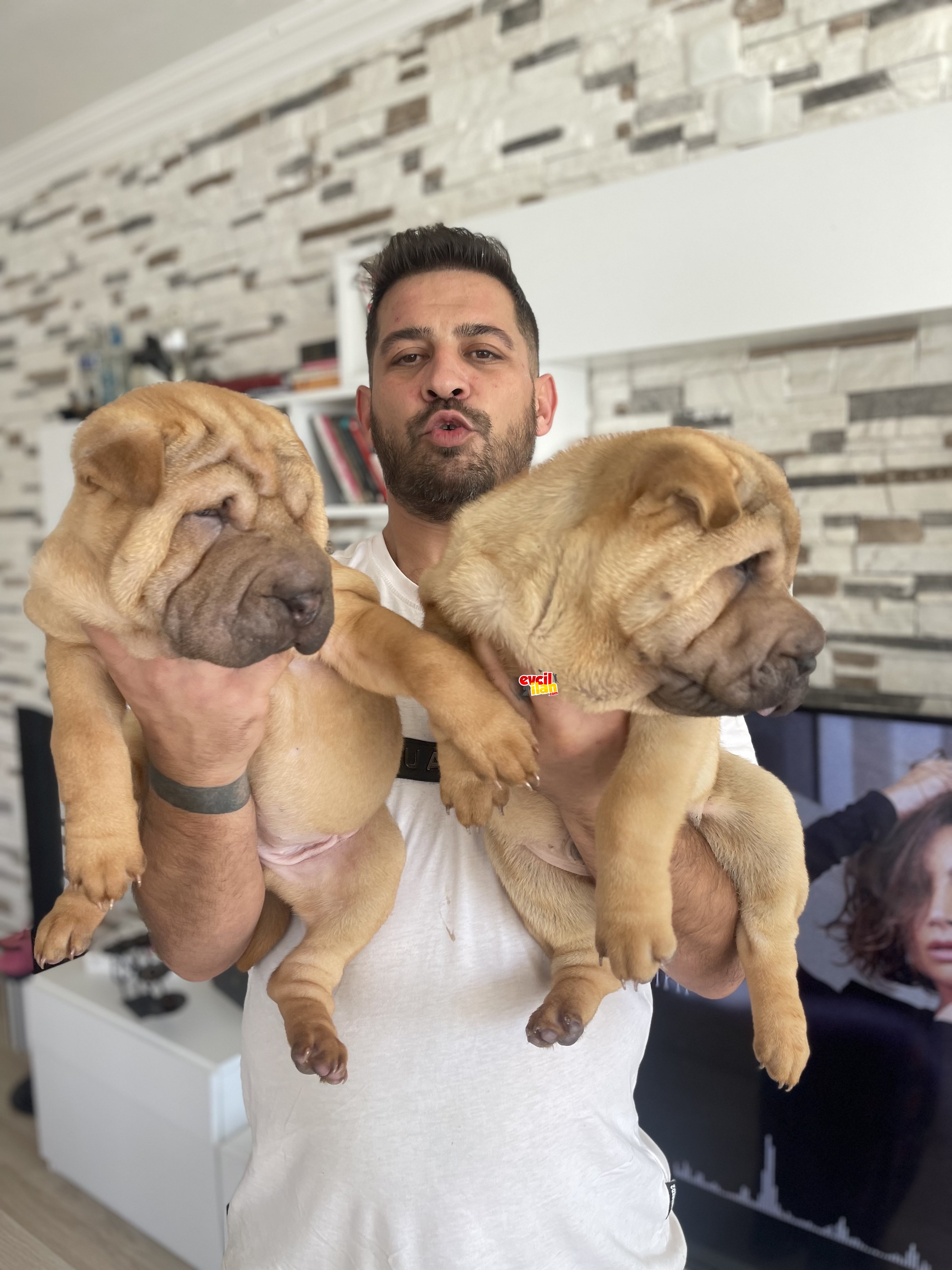 Shar pei yavrular vitrinde