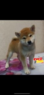 Shiba inu bebeklerimiz orjinal secereli ırk garantili