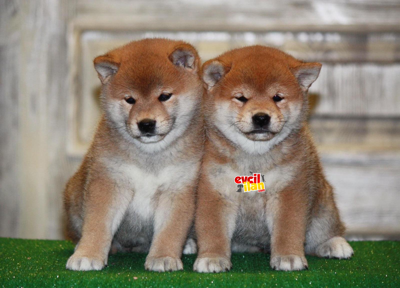 Shiba inu fci secereli nadir güzellik ırk standaetlarında