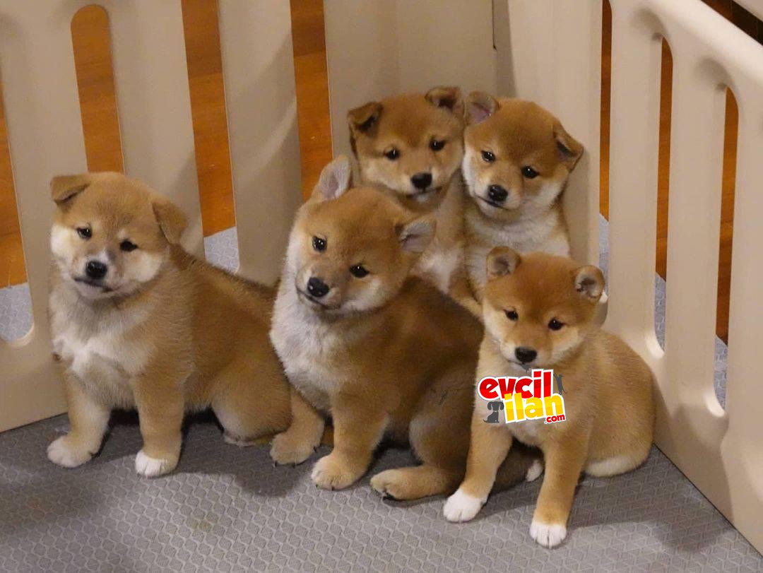 SHIBA İNU MİNİATÜR IRK 