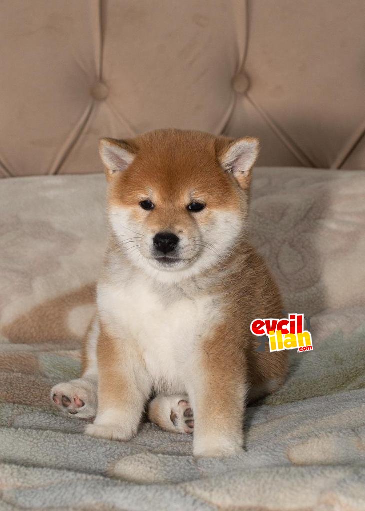 Shiba Inu Yavrularimiz