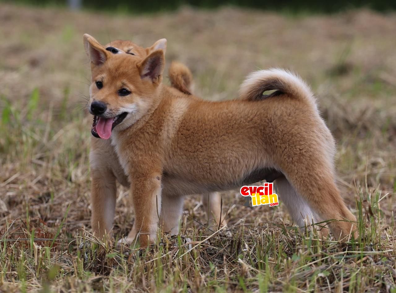 SHIBA INU YAVRULARIMIZ