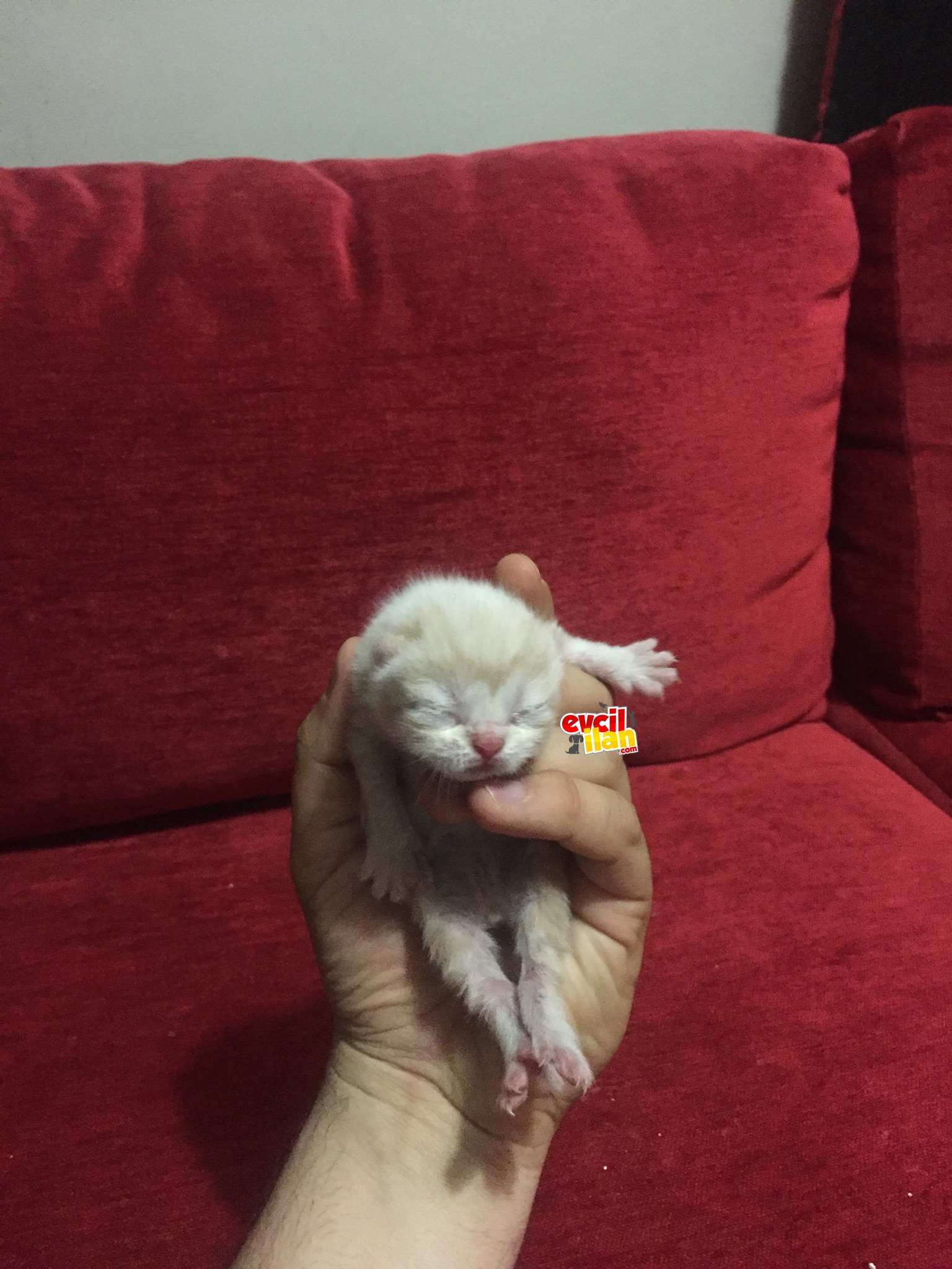 shorthair Baba ile İran Persian anneden dünyaya gelen yavrular .