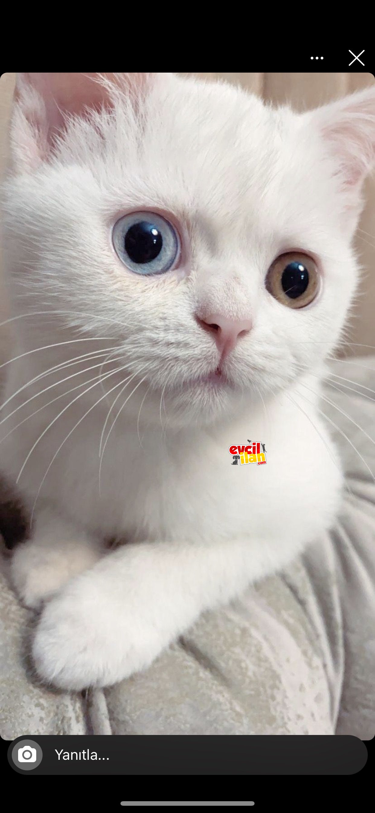 Shorthair oddeye 